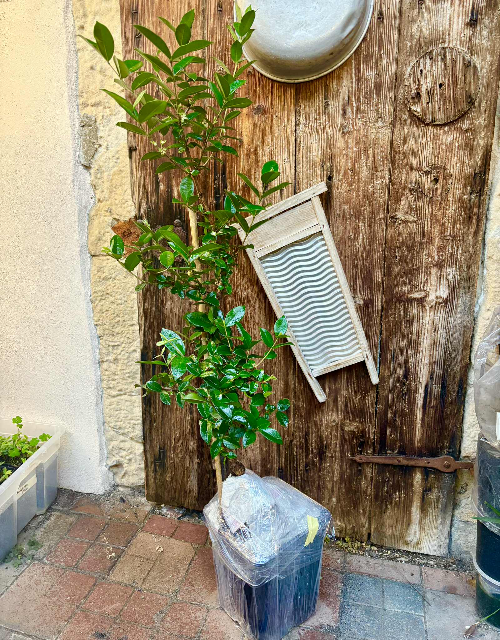 10 years old - Pitangatuba (Eugenia selloi)  - 1 potted plant / 1 getopfte Pflanze