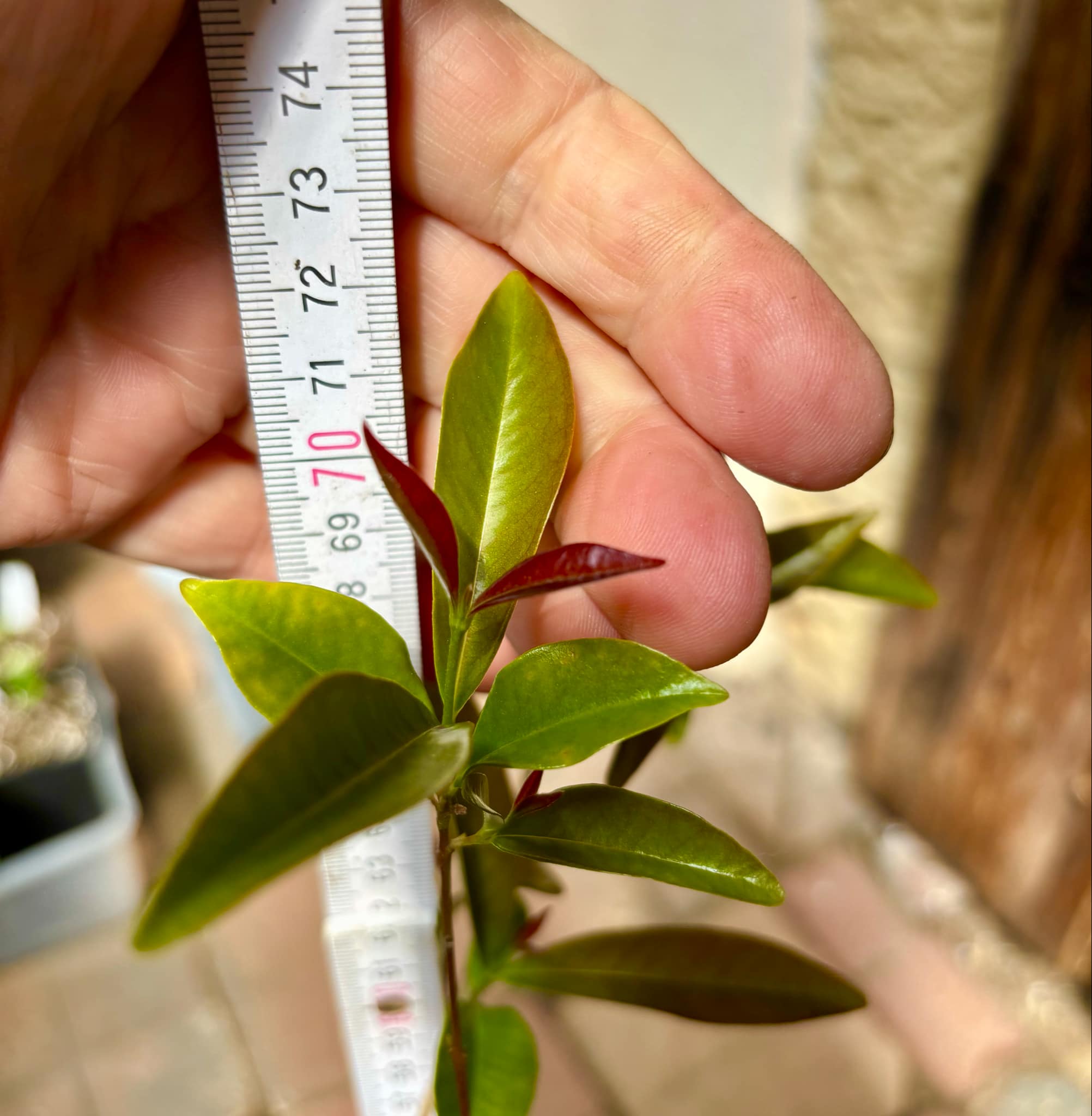 5 years old - Cherry of Rio Grande (Eugenia involucrata) - 1 potted plant / 1 getopfte Pflanze 5 years old - Cherry of Rio Grande (Eugenia involucrata) - 1 potted plant / 1 getopfte Pflanze