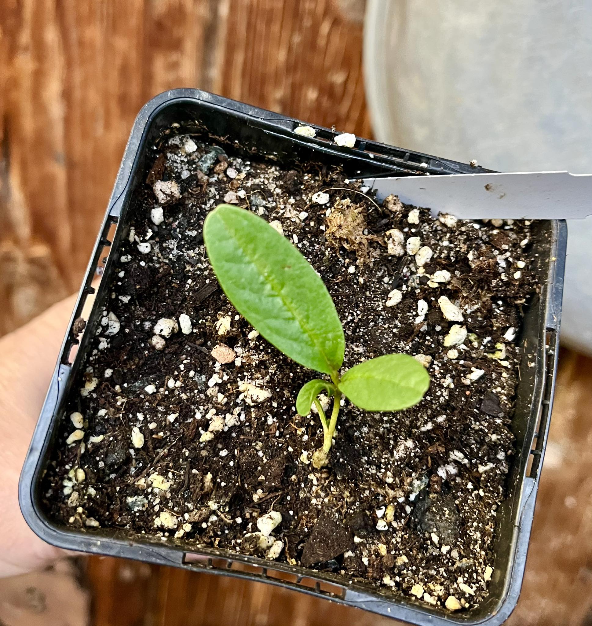 Duguetia furfuracea - 1 fresh seed / 1 frischer Samen