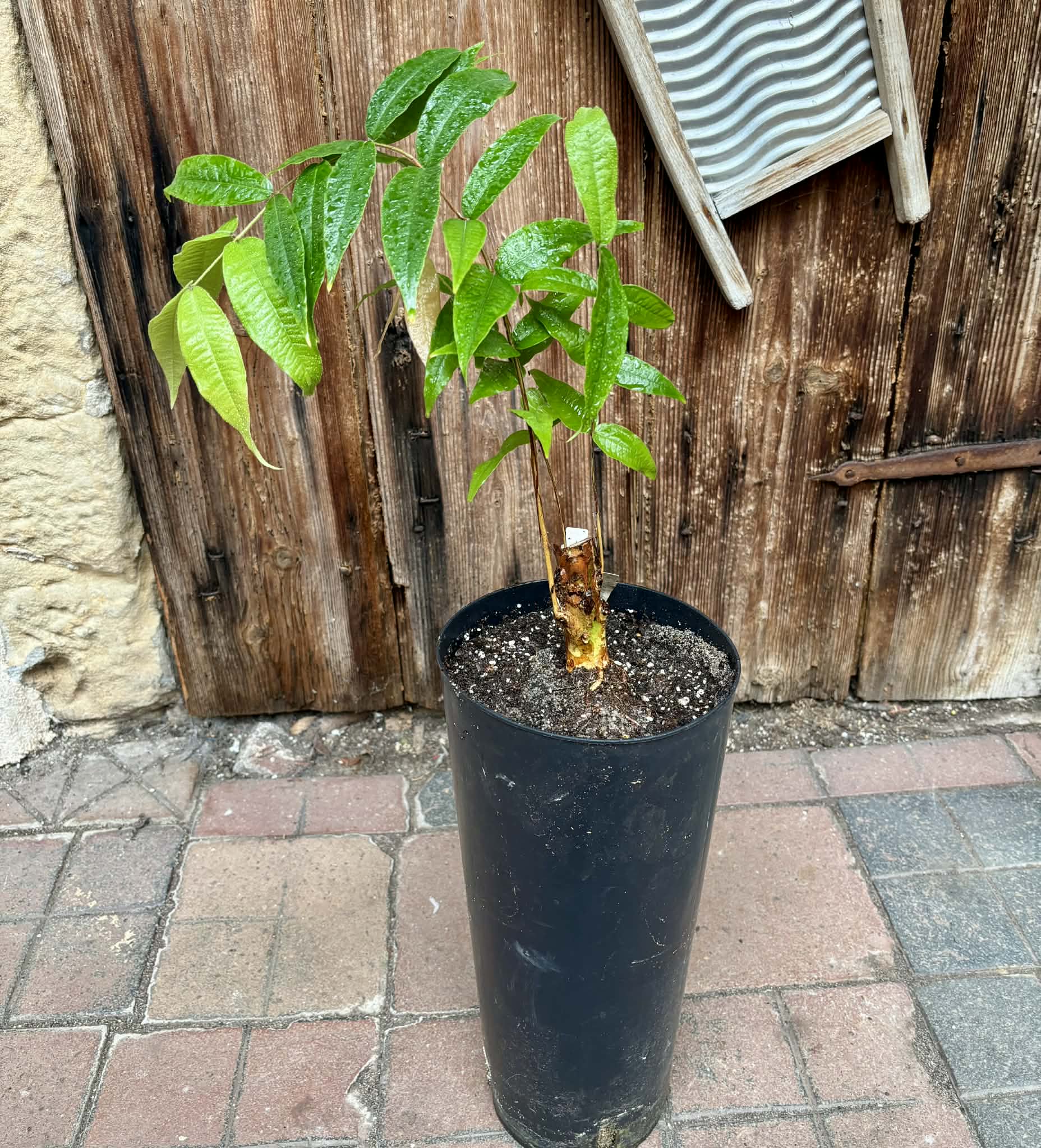 Plinia aureana "Branca Costada"  - 1 potted plant / 1 getopfte Pflanze