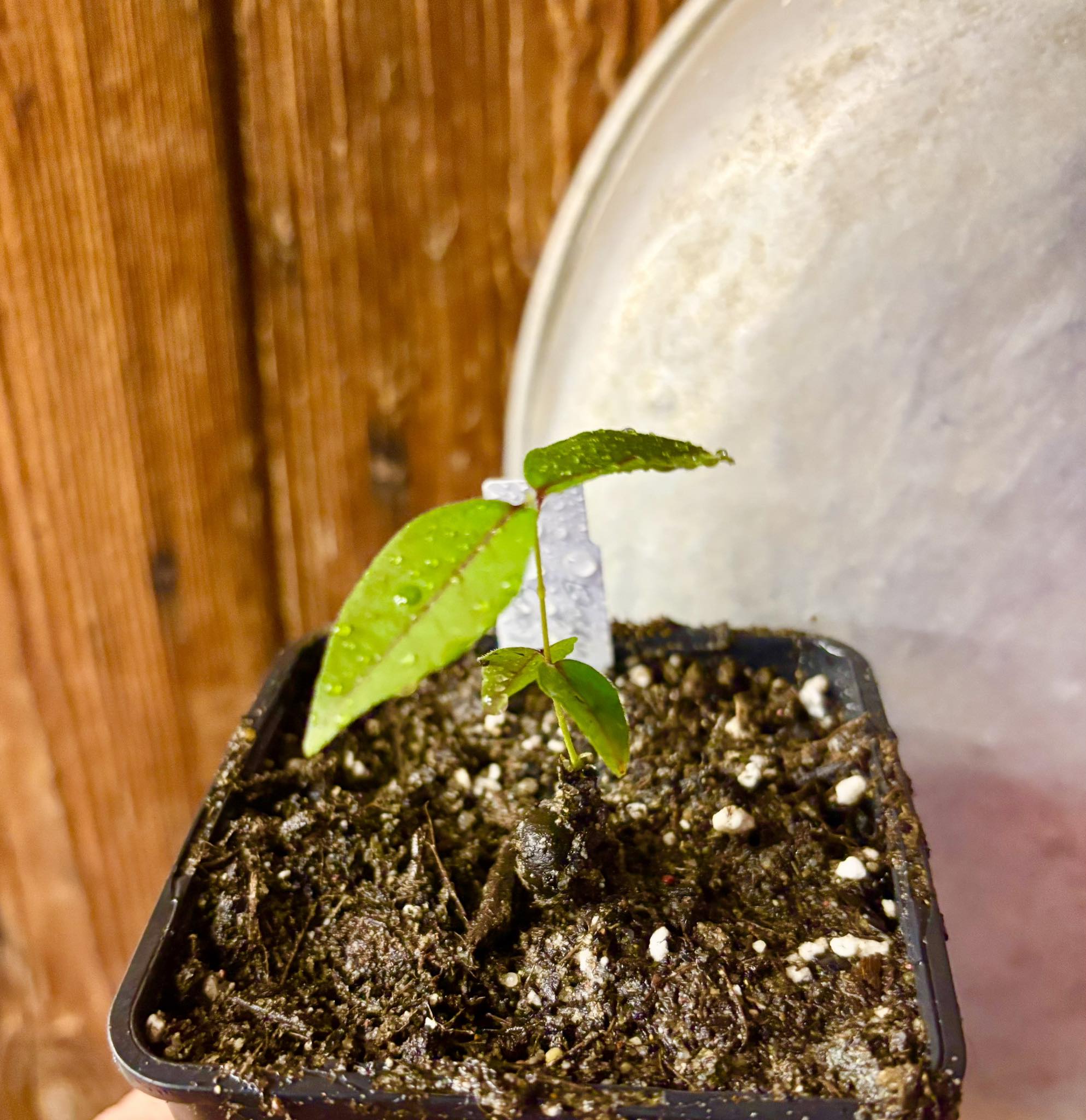 Eugenia sp Guajuba suave -  1 small potted seedling / 1 kleiner, getopfter Sämling