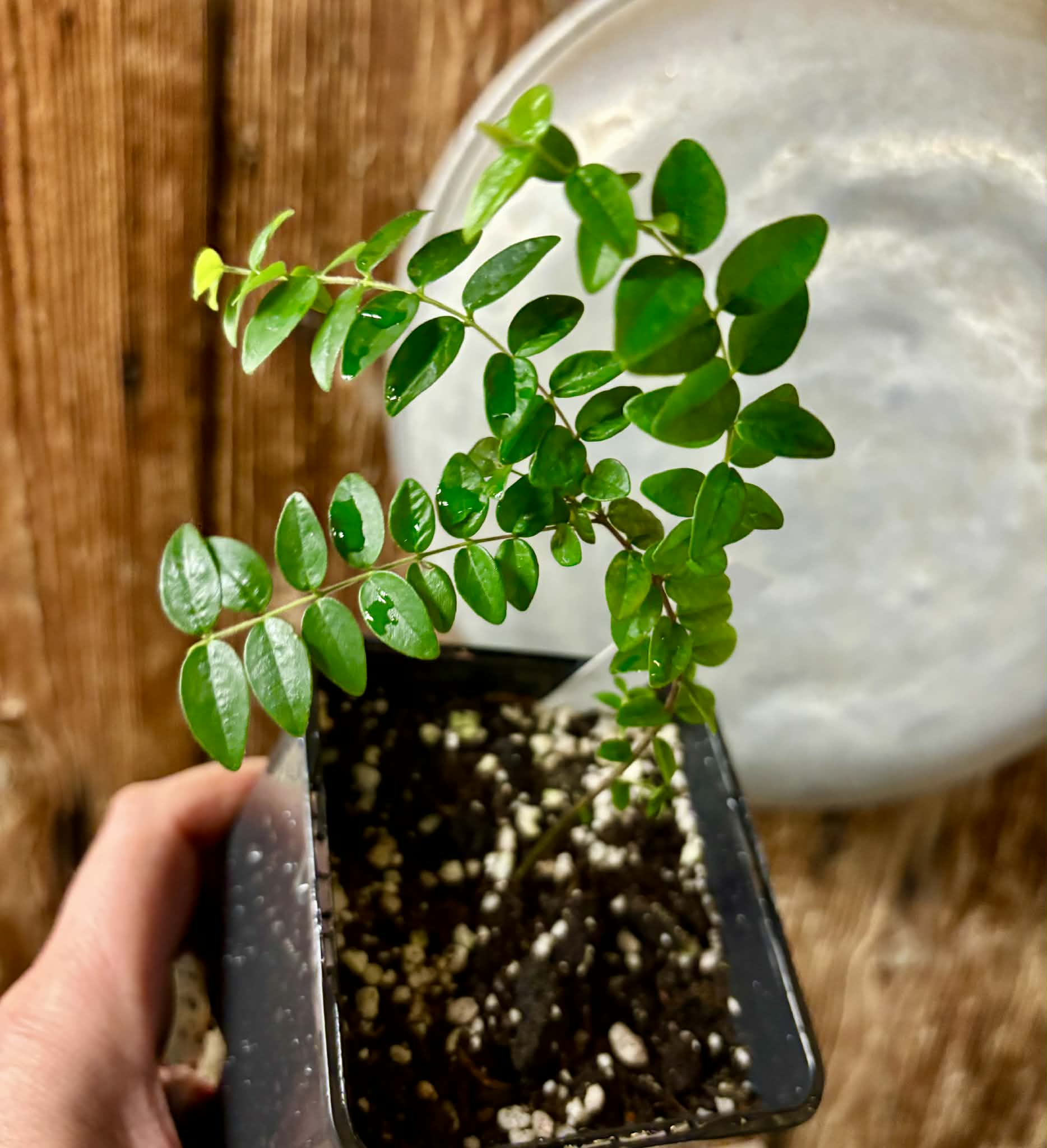 Myrciaria sp Pastora - 1 potted seedling / 1 getopfter Sämling