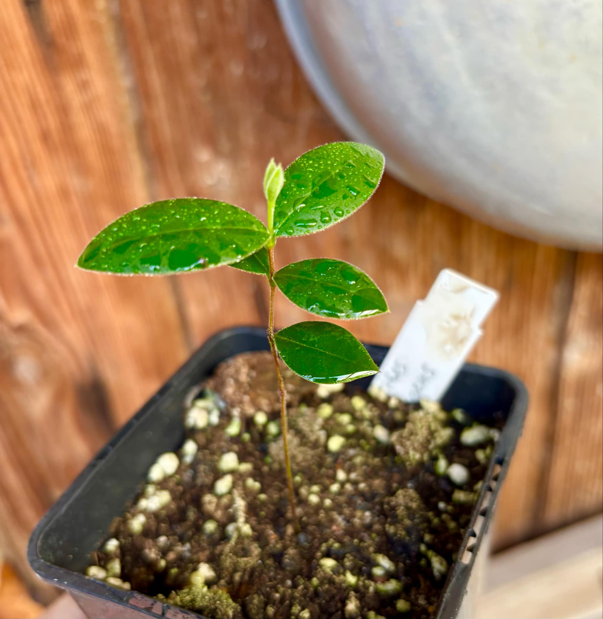 Myrcianthes pungens - Guabiju - 1 potted plant / 1 getopfte Pflanze Myrcianthes pungens - Guabiju - 1 potted plant / 1 getopfte Pflanze