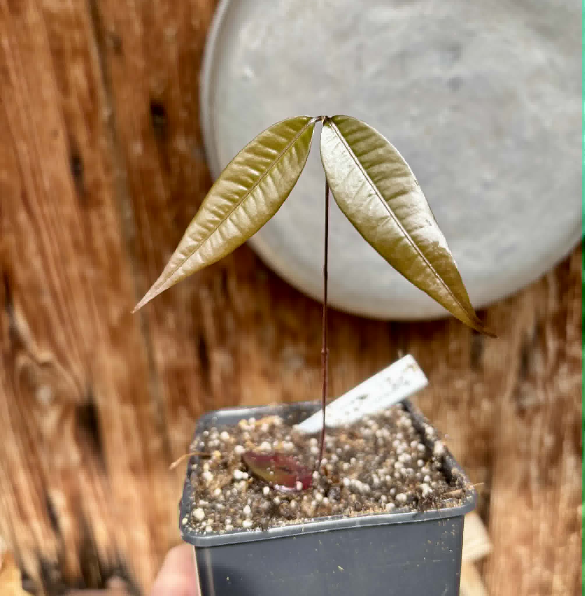 Plinia sp Cambuca vermelha -  1 potted seedling / 1 getopfter Sämling