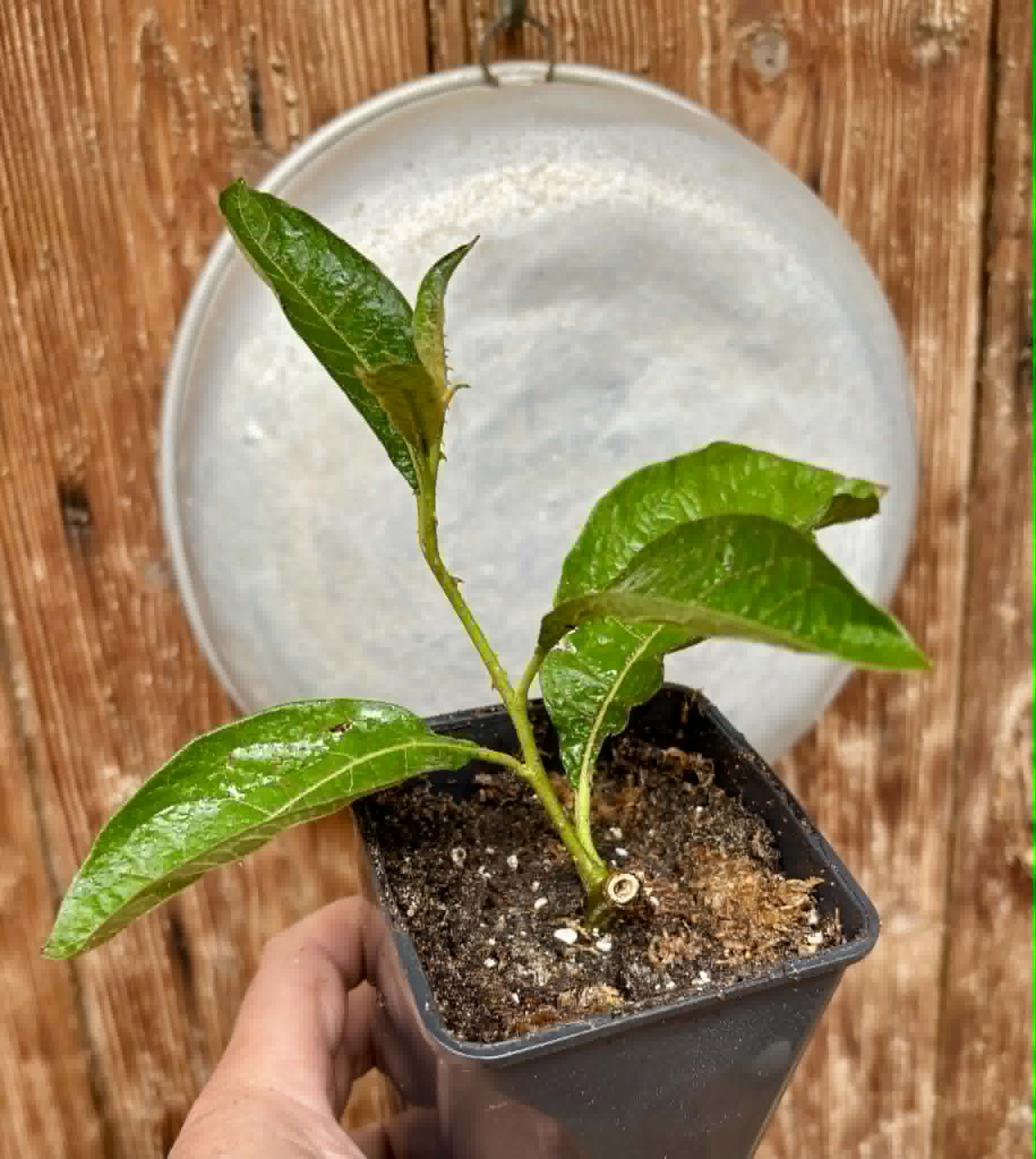 rooted cutting from adult plant - Juá do Jequitinhonha (Solanum schizandrum) - 1 potted plant / 1 getopfte Pflanze