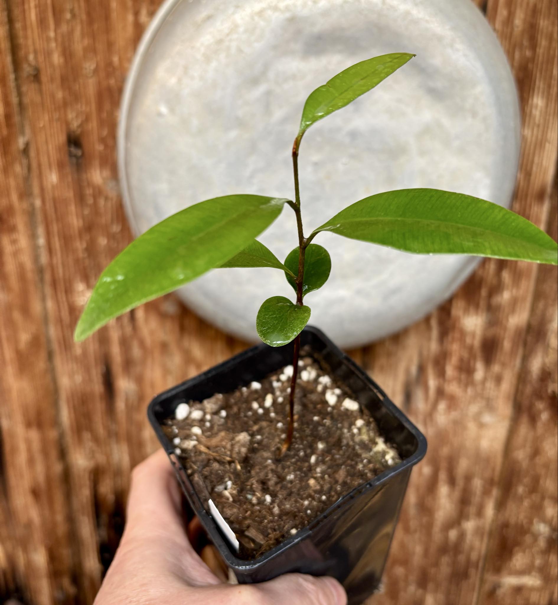 Diploon sp Uva de Leite  -  1 potted plant / 1 getopfte Pflanze