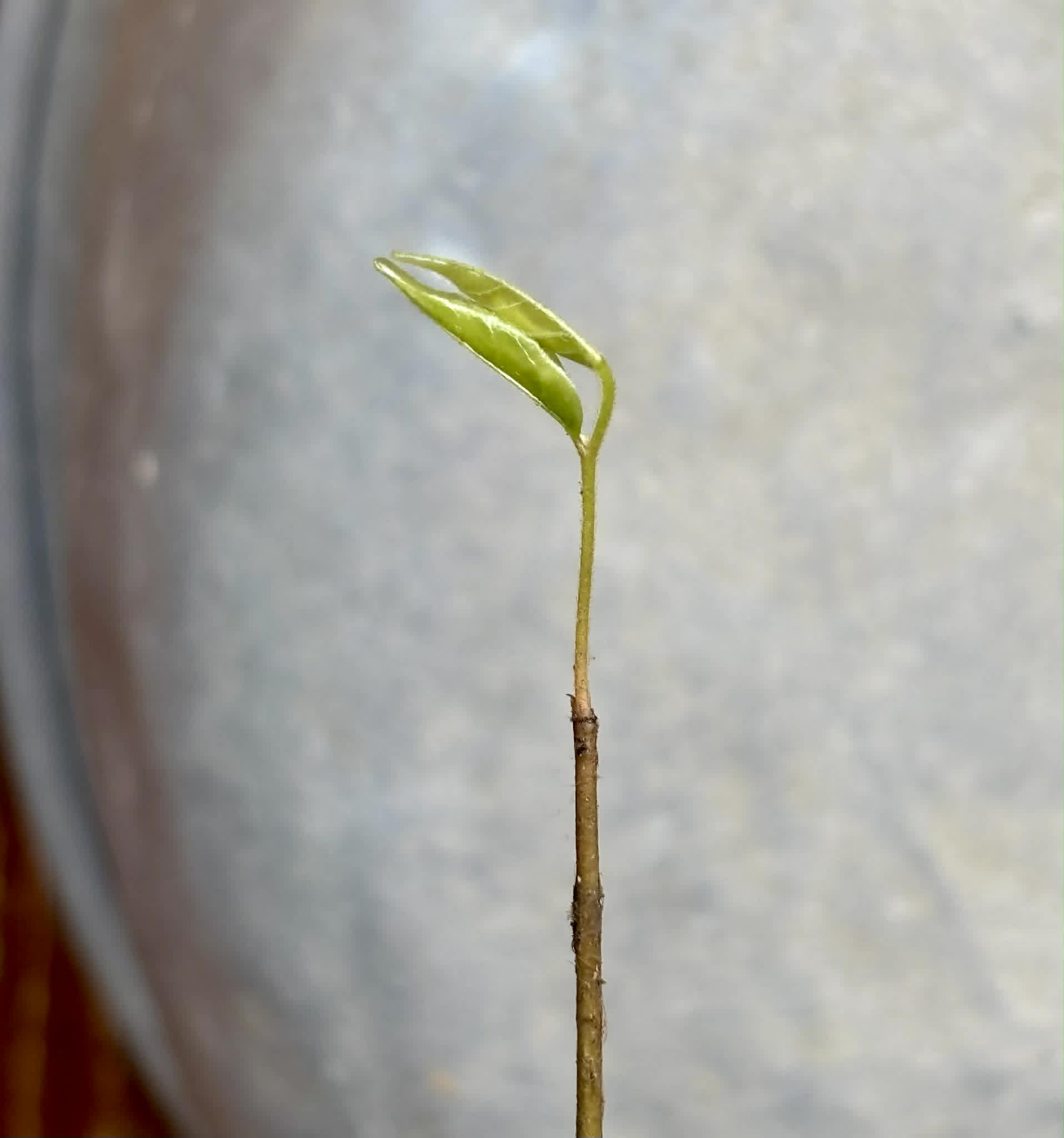 Phrom Phanom (Mitrophora monocarpa) - 1 potted seedling / 1 getopfter Sämling