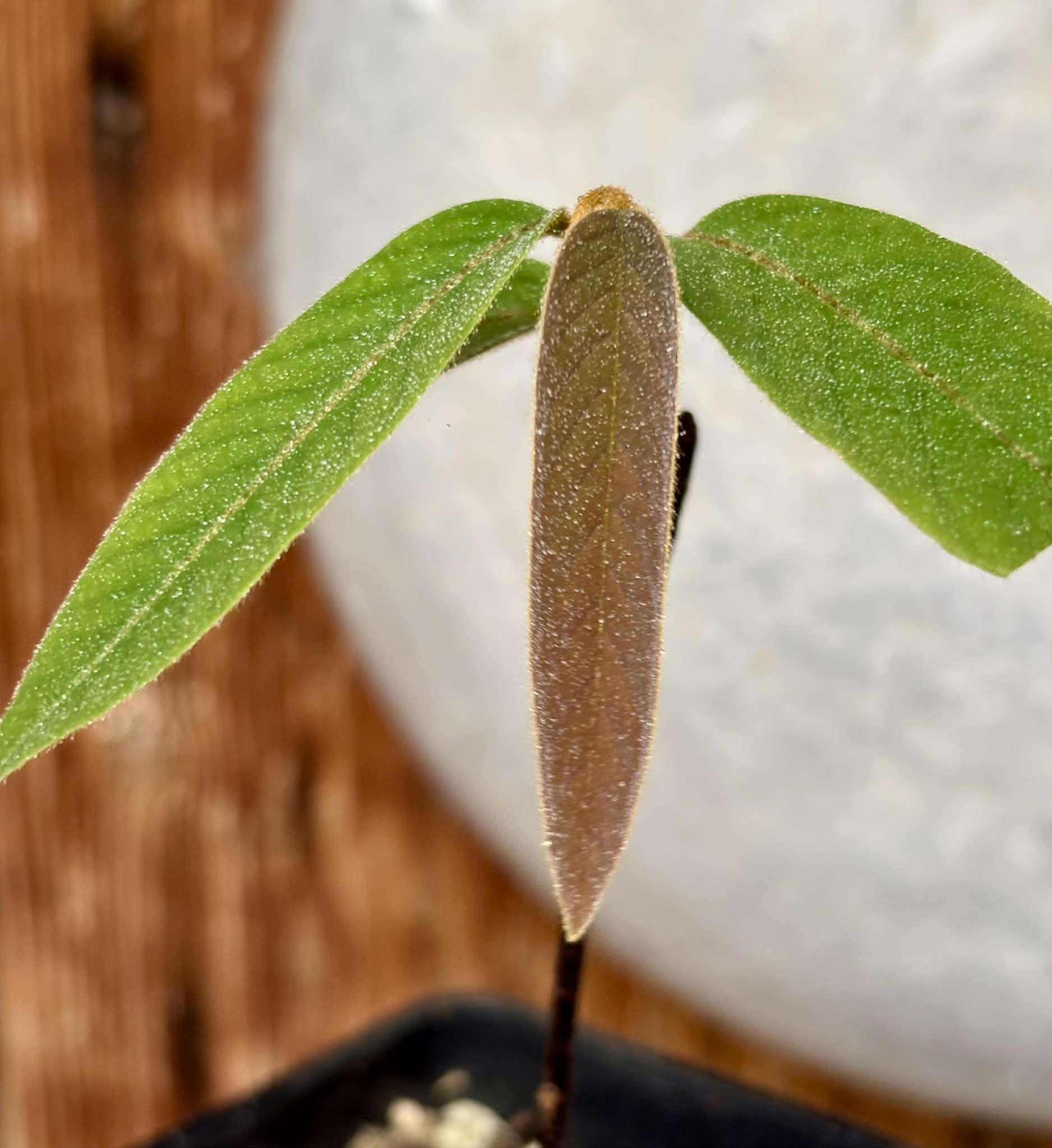 Uvaria hamiltonii - 1 potted plant / 1 getopfte Pflanze