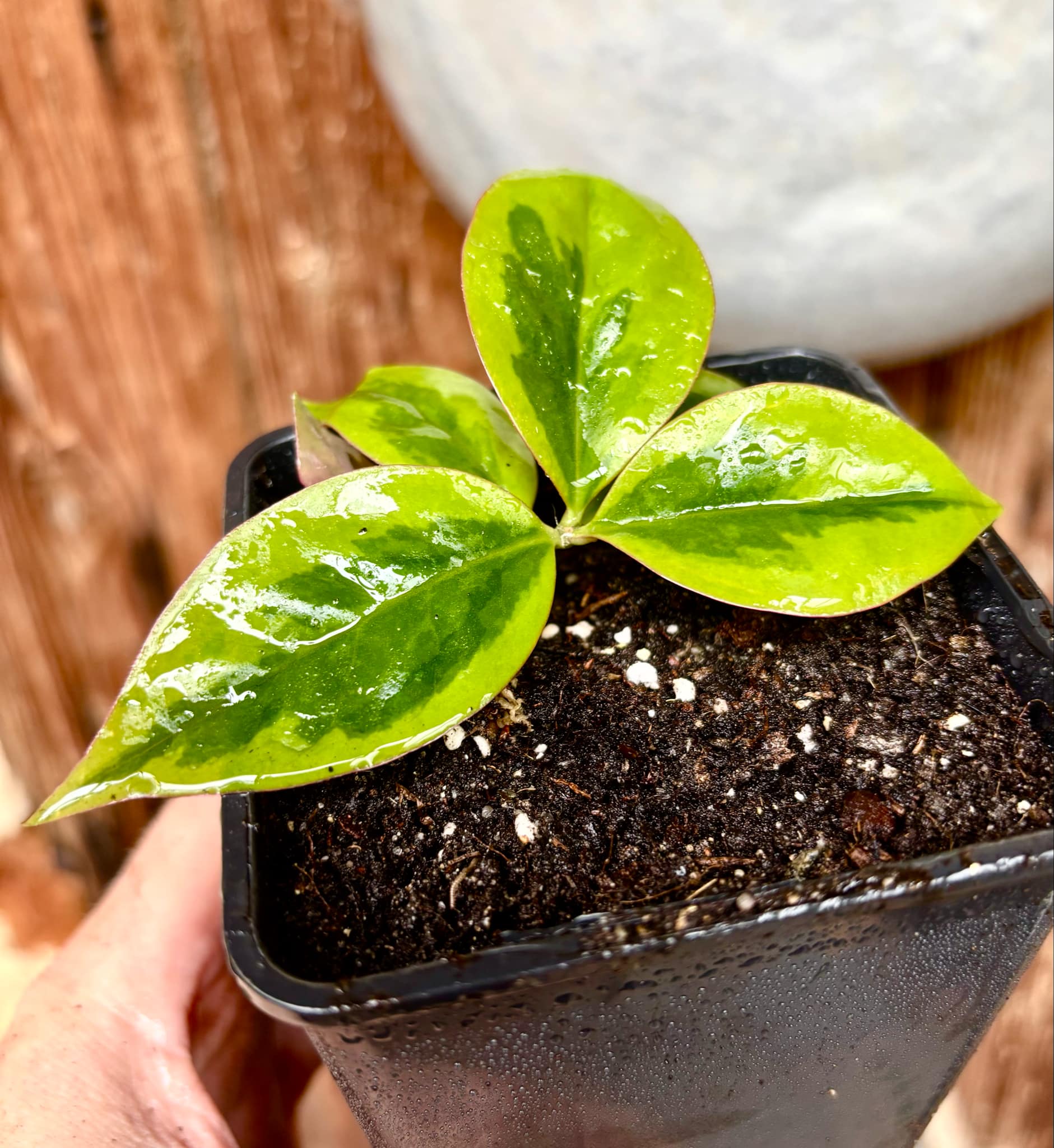Variegated Barbados Gooseberry - (Pereskia aculeata) - 1 potted plant / 1 getopfte Pflanze