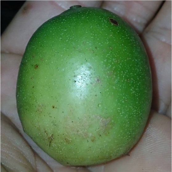 Pre Order - Umbu (Spondias tuberosa) -  1 fresh seed / 1 frischer Samen