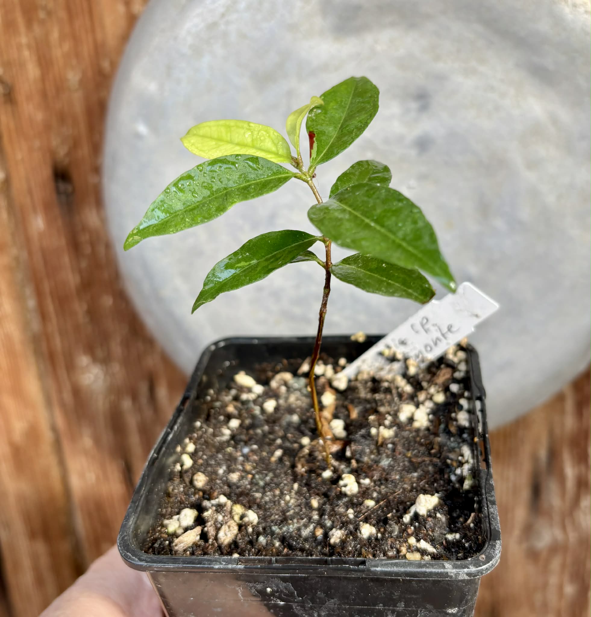 Eugenia sp Belmonte -  1 potted seedling / 1 getopfter Sämling