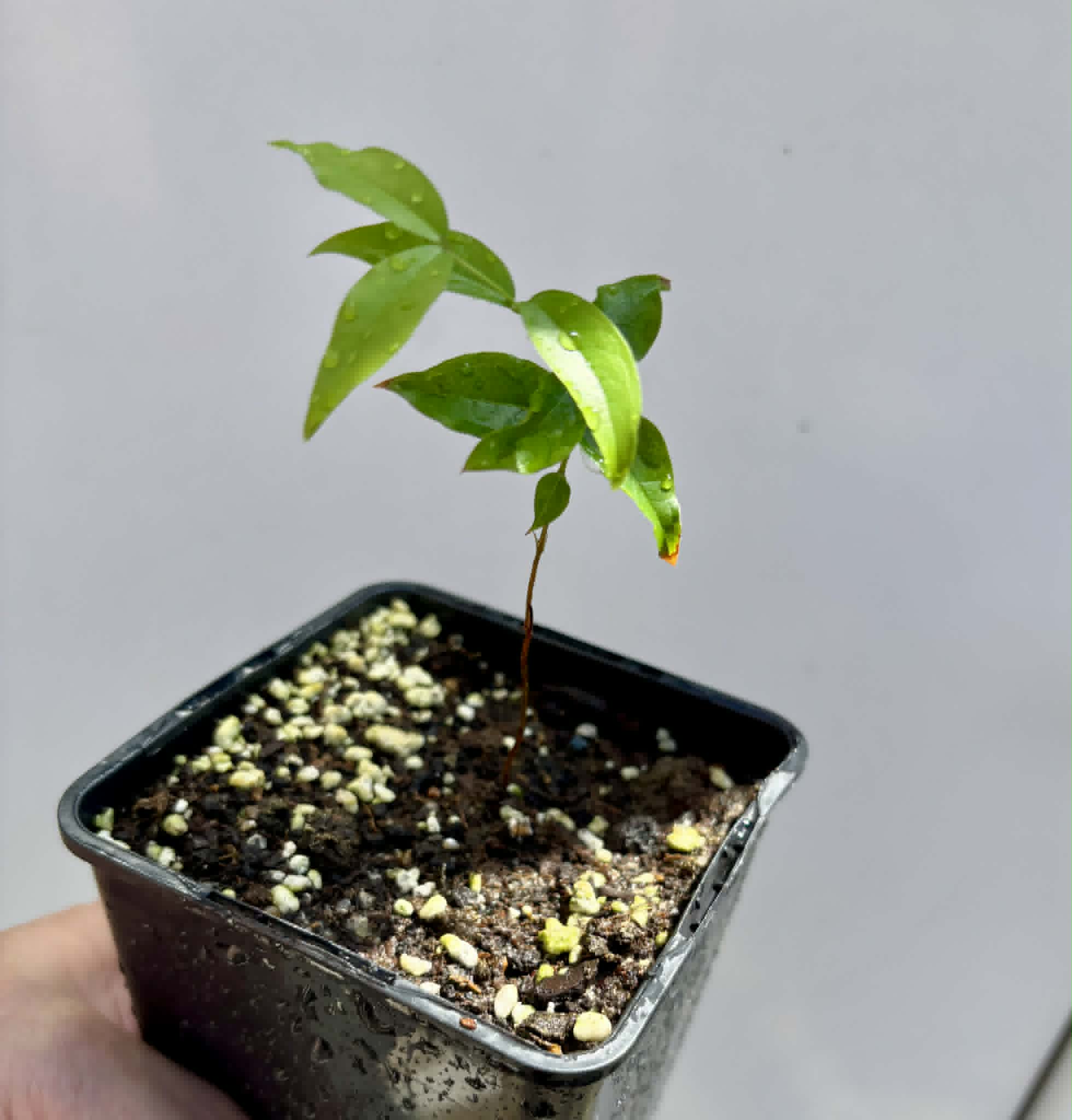 Plinia povedae - 1 potted seedling / 1 getopfter Sämling