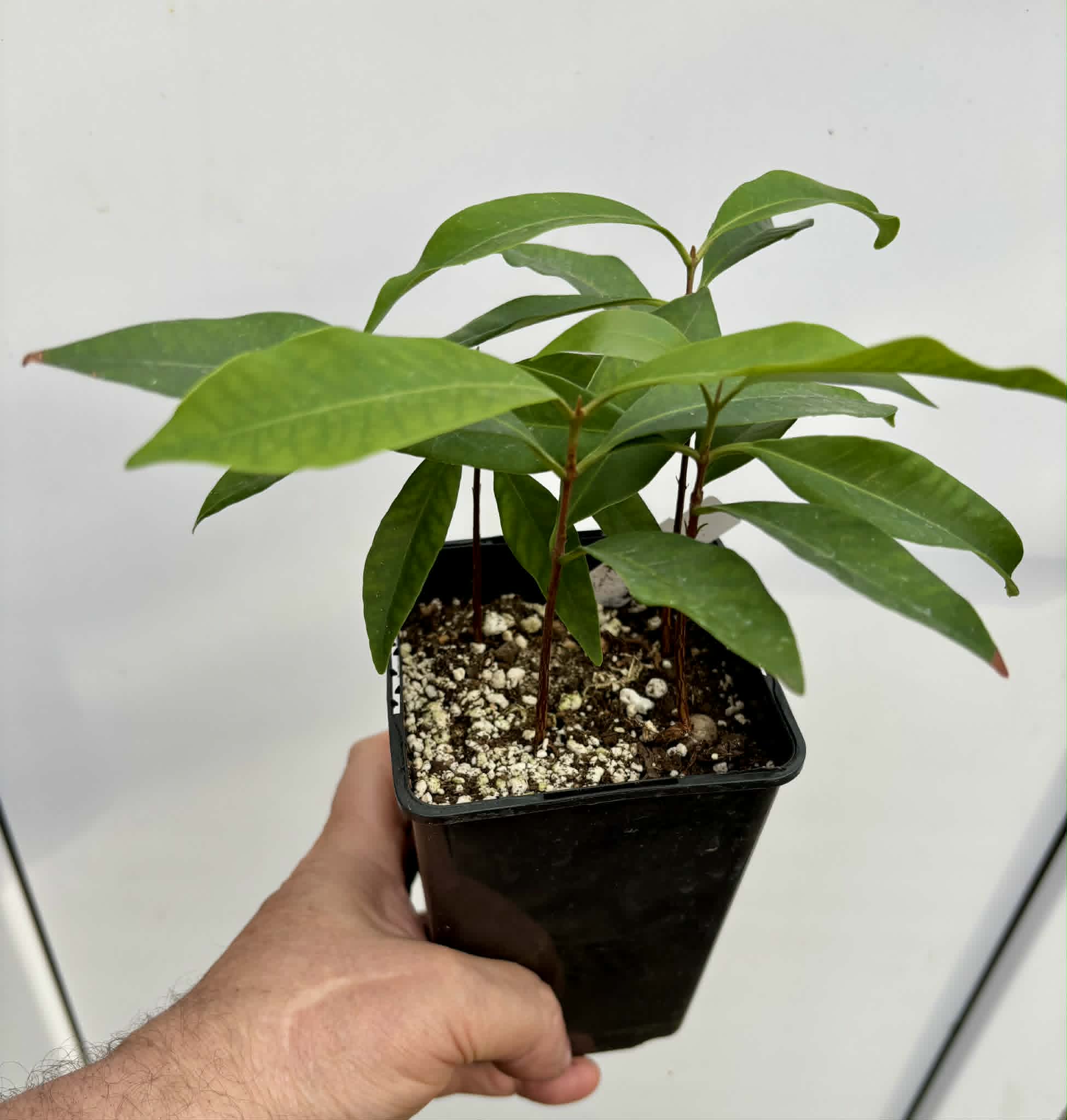 4 in 1 pot - Grumixama-açu (Eugenia villae-novae) - 1 potted seedling / 1 getopfter Sämling