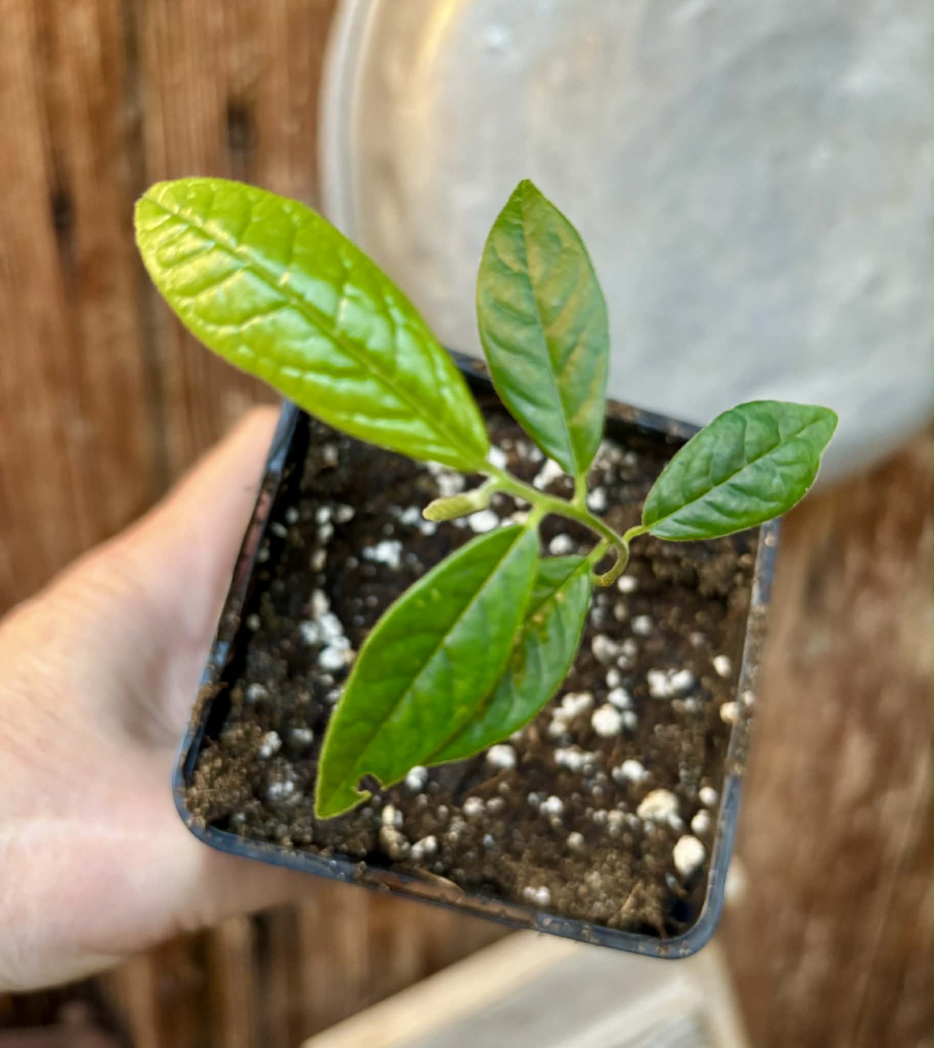 Uvaria hirsuta -  1 potted seedling / 1 getopfter Sämling