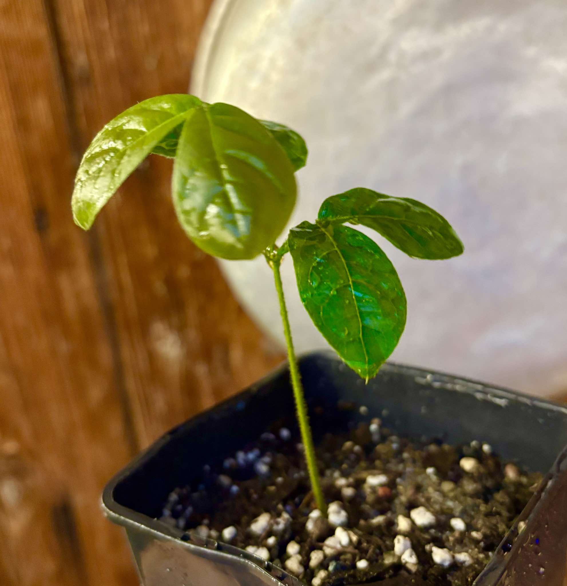 Inga vulpina - 1 small potted seedling / 1 kleiner, getopfter Sämling Inga vulpina - 1 small potted seedling / 1 kleiner, getopfter Sämling