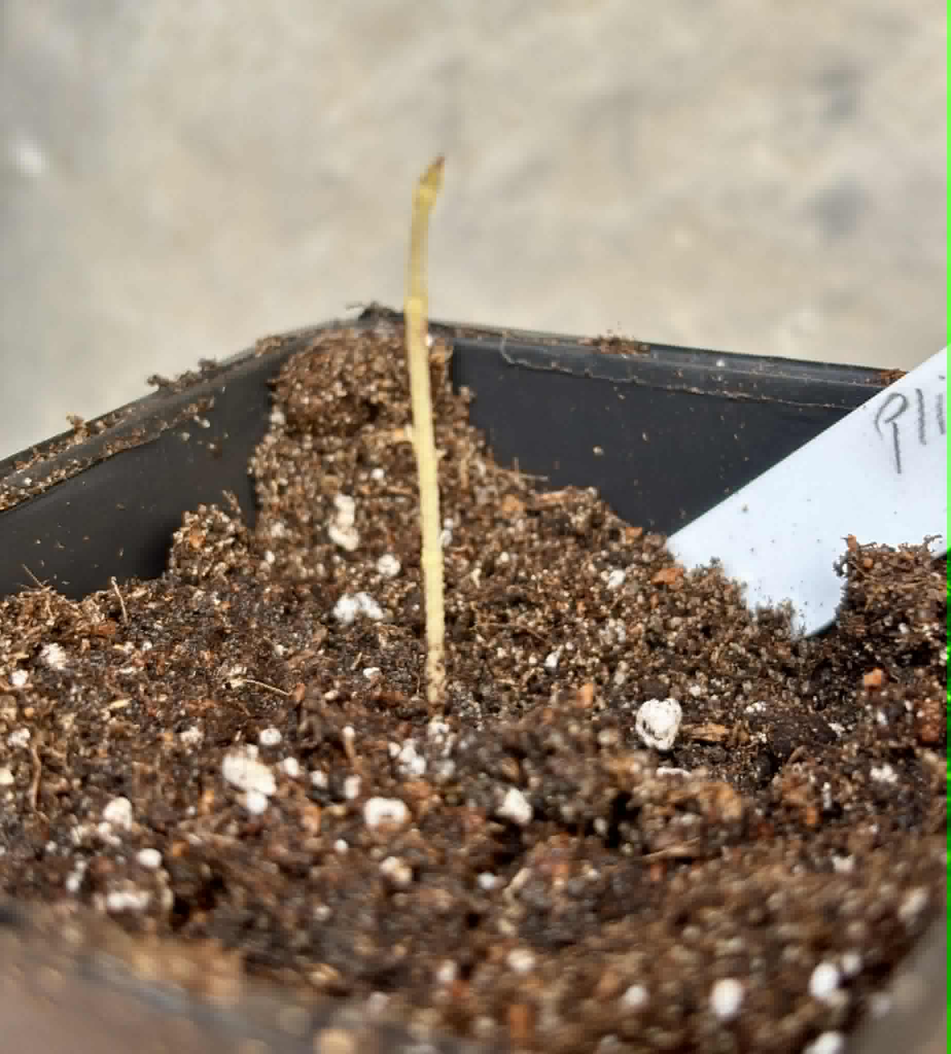 Plinia sp Apepique - 1 potted seedling / 1 getopfter Sämling