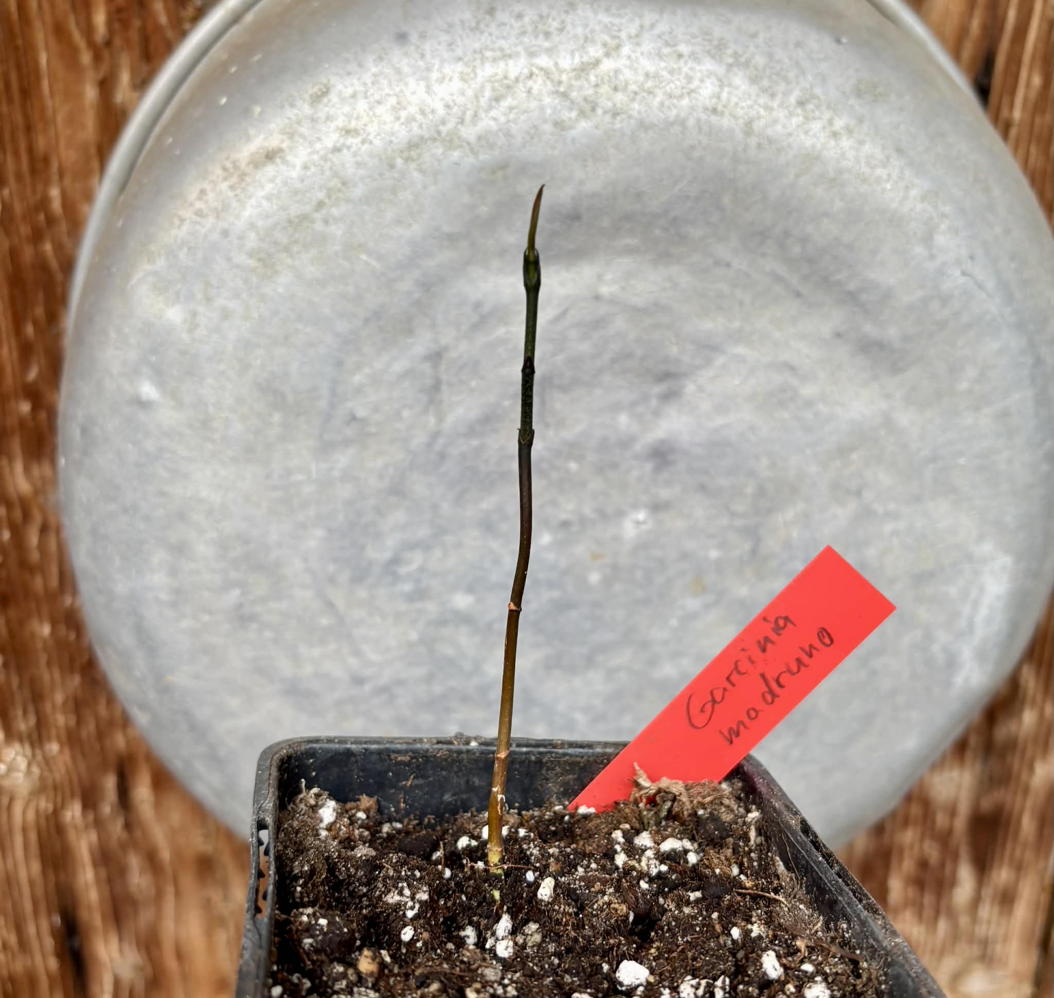 Garcinia madruno - 1 potted seedling / 1 getopfter Sämling