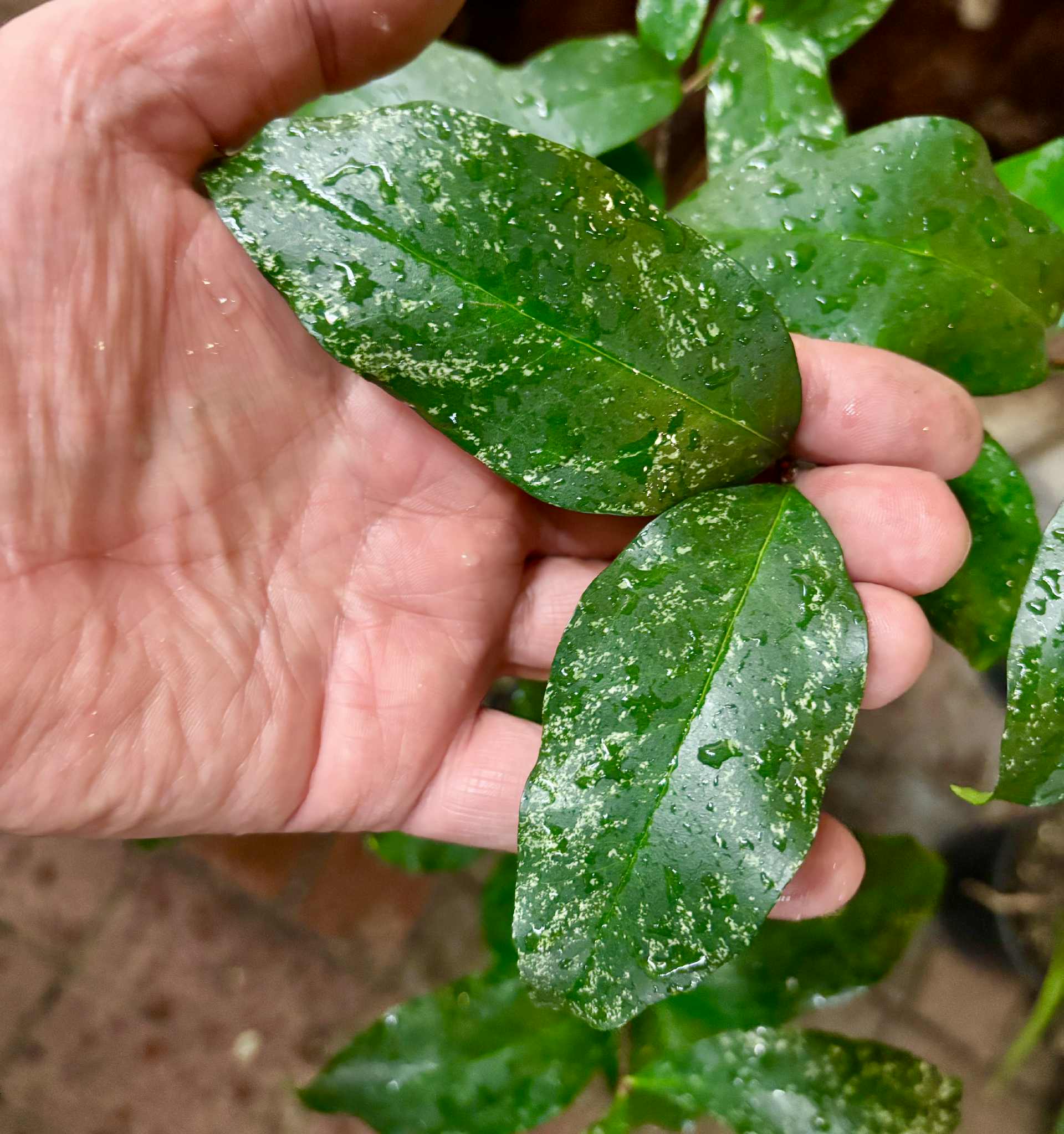 4 years old - variegated Eugenia sp Laranja Serralandia - 1 potted plant / 1 getopfte Pflanze