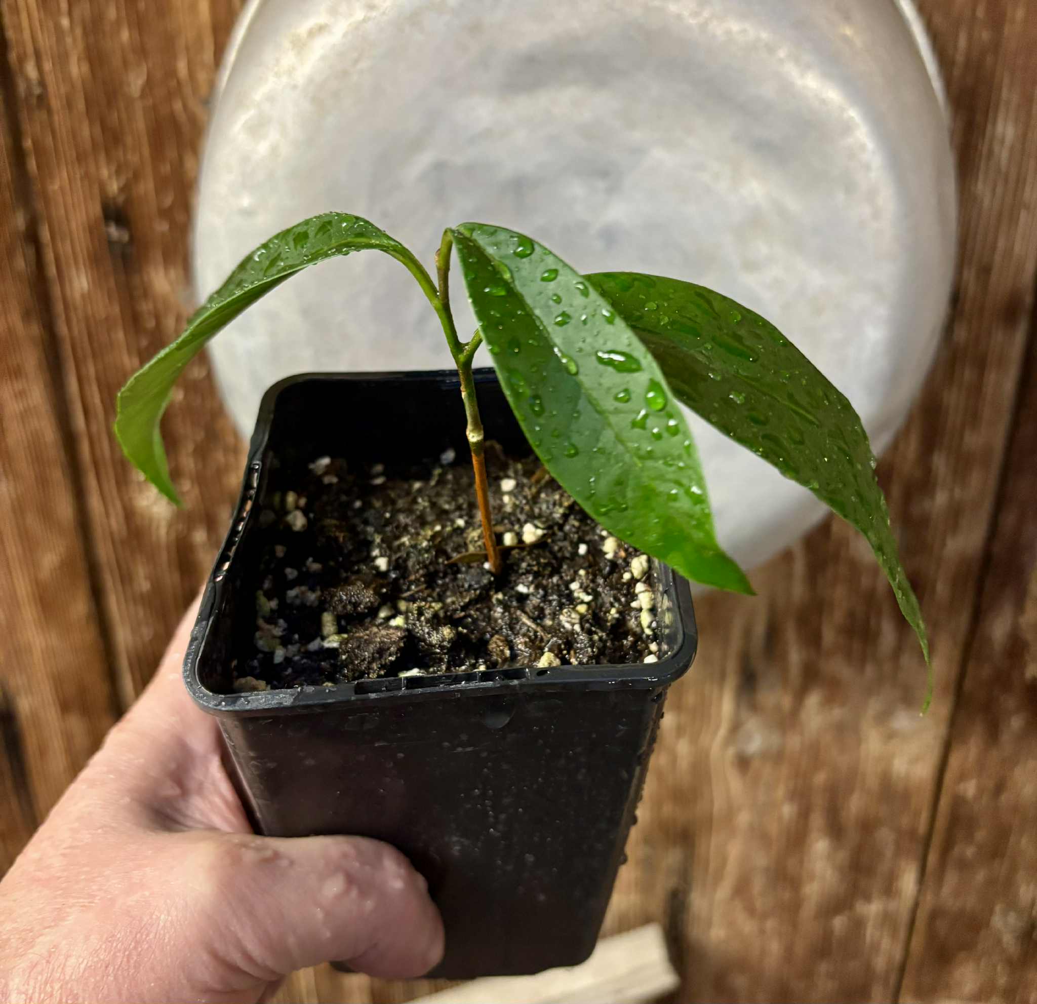 Aquai (Chrysophyllum gonocarpum)  -  1  potted seedling / 1 getopfter Sämling