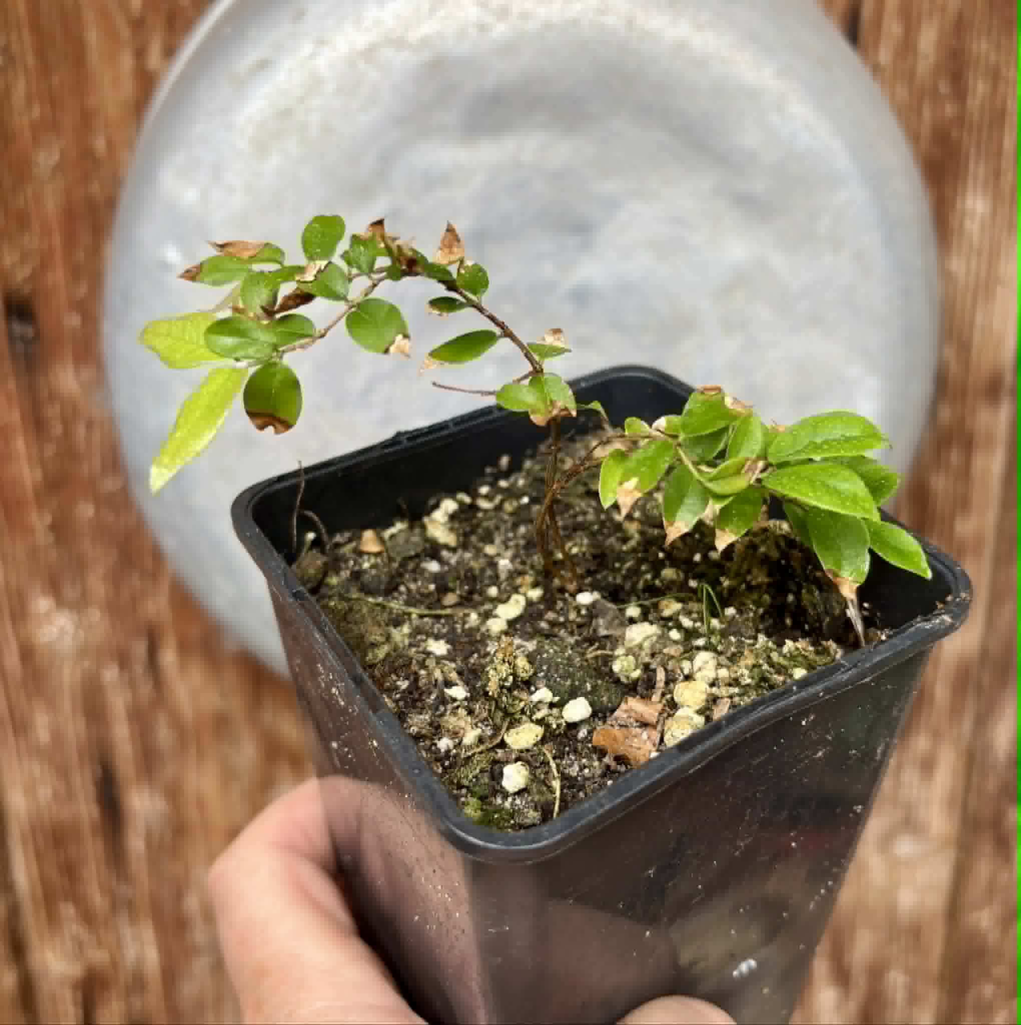 Jaboticaba - Plinia sp Esarme -  1 potted seedling / 1 getopfter Sämling