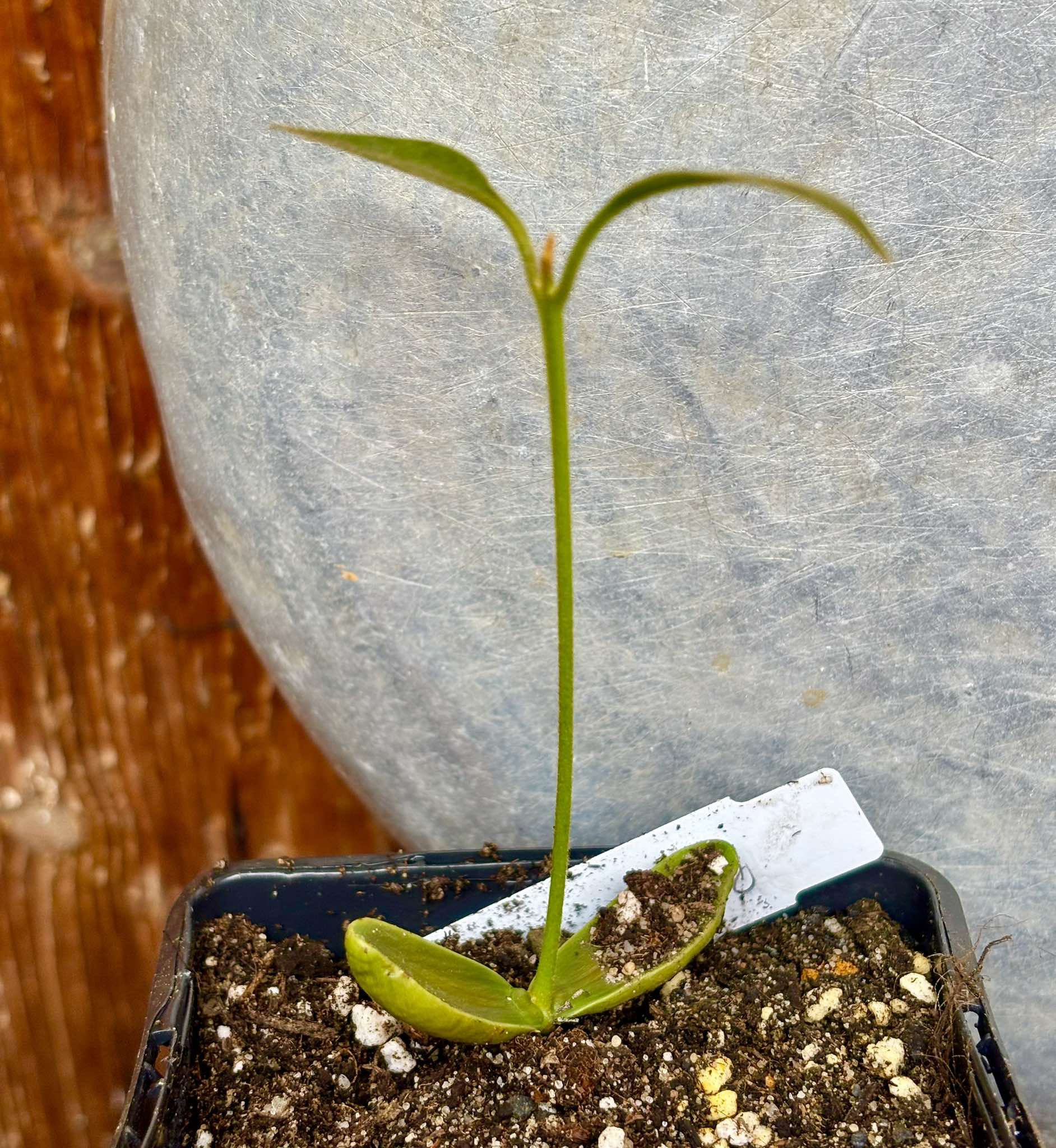 Pouteria alvesii - 1 small potted seedling / 1 kleiner, getopfter Sämling