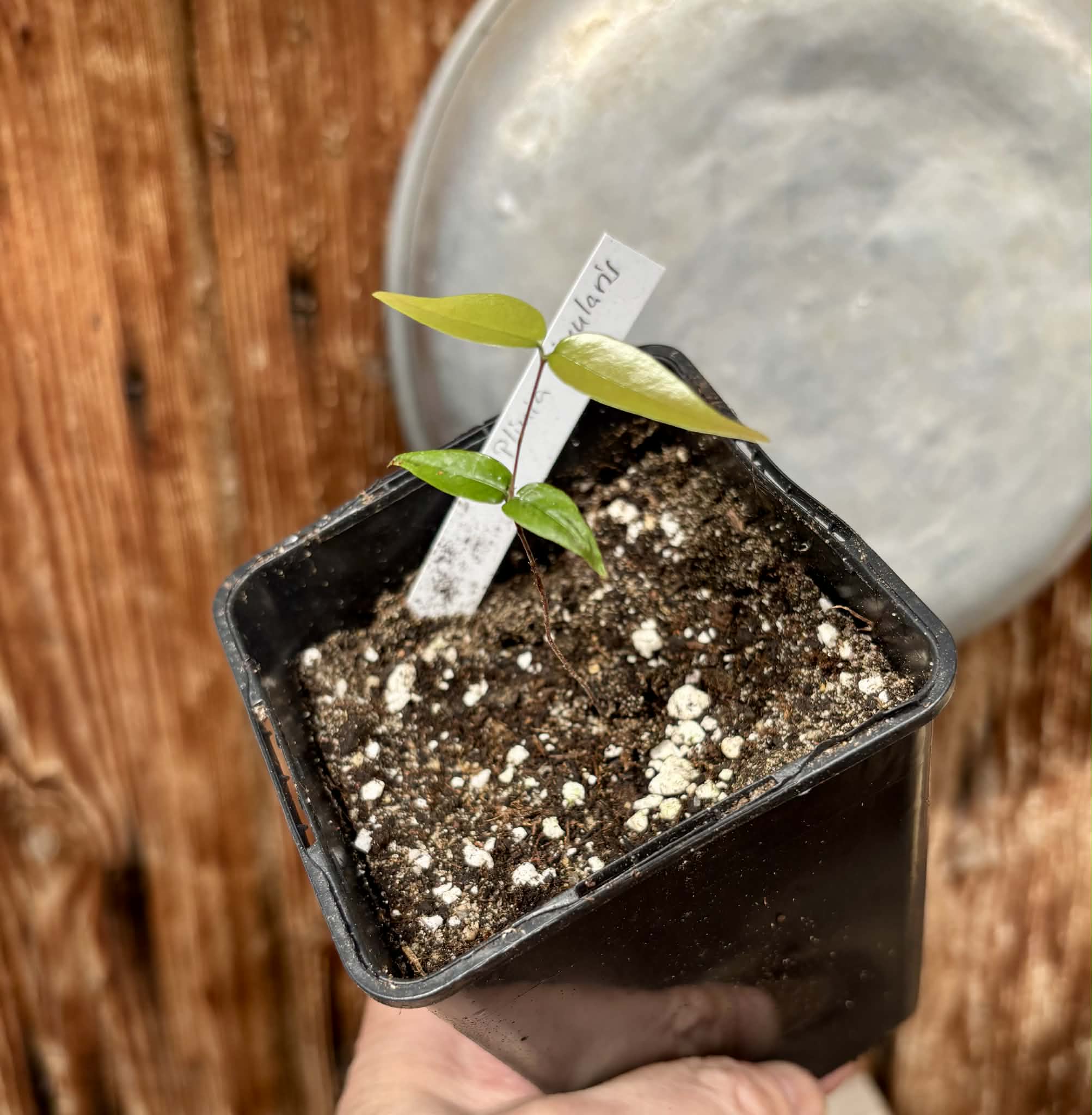 Yellow Guaburiti (Plinia rivularis var. flava) - 1 potted seedling / 1 getopfter Sämling