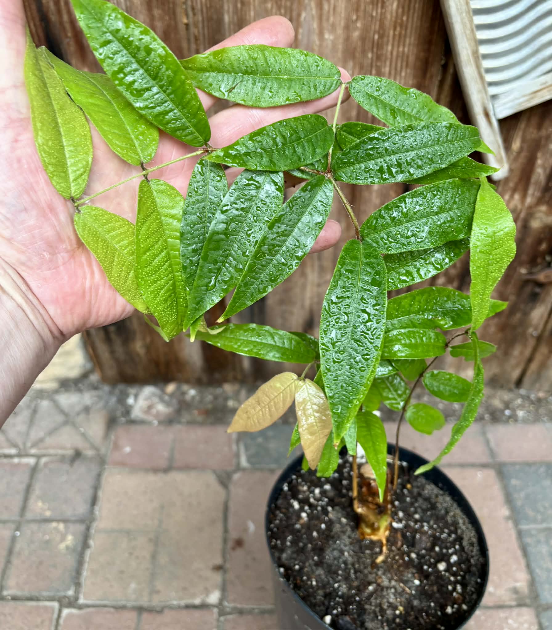 Plinia aureana "Branca Costada"  - 1 potted plant / 1 getopfte Pflanze