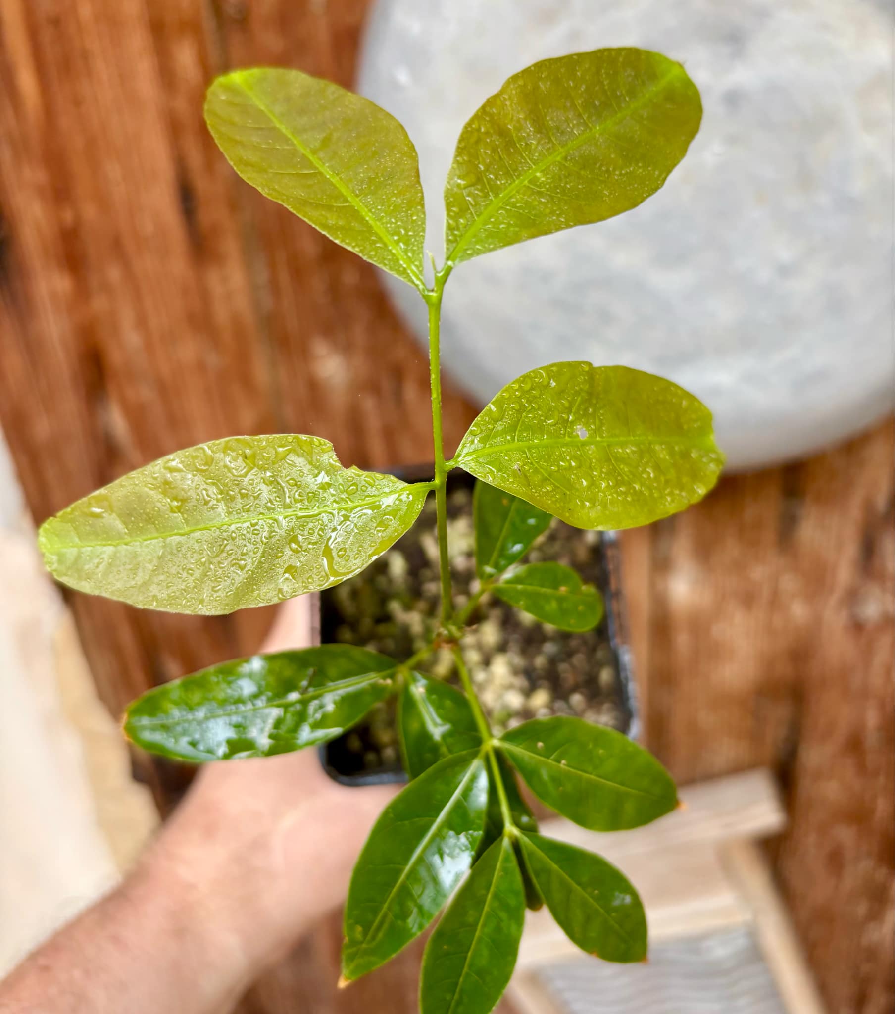 Talisia esculenta Nr. 2 - Pitomba do Nordeste - 1 potted plant / 1 getopfte Pflanze