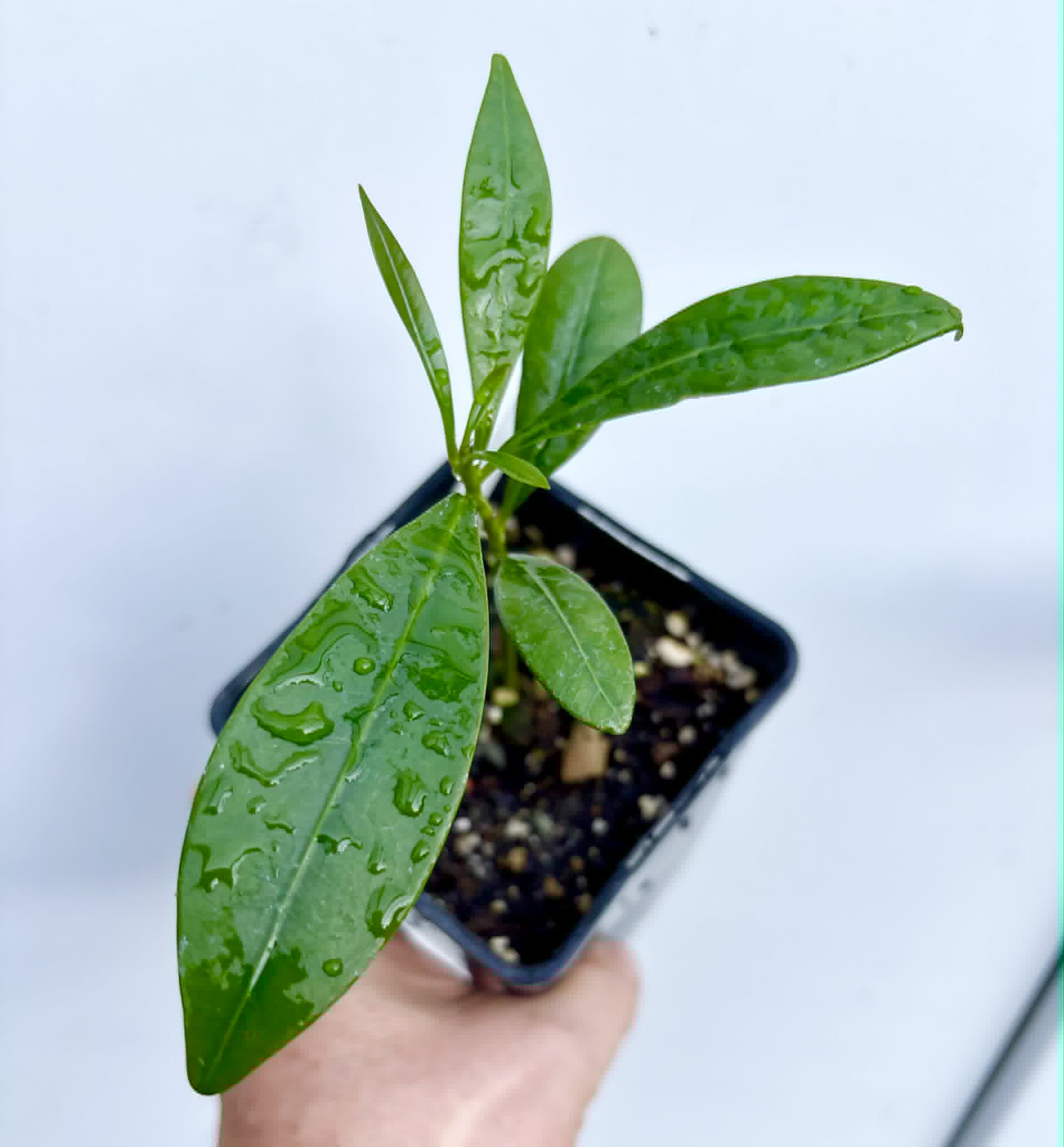 Pouteria macahensis - 1 potted seedling / 1 getopfter Sämling