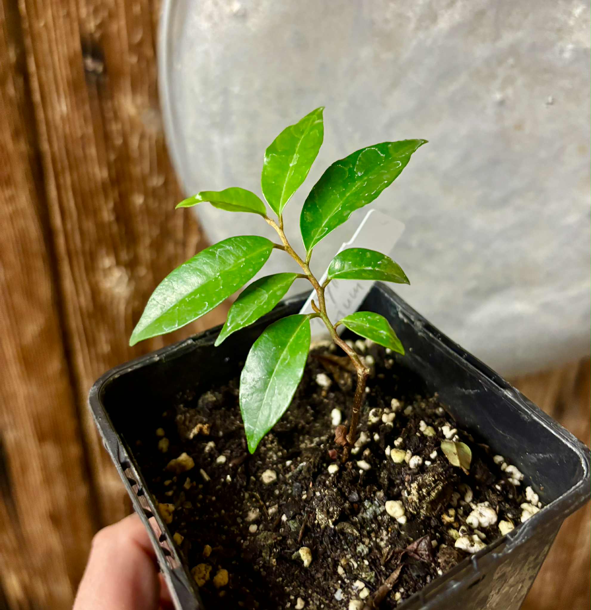 Chrysophyllum arenarium - Ameixa do Nordeste - 1 potted plant / 1 getopfte Pflanze
