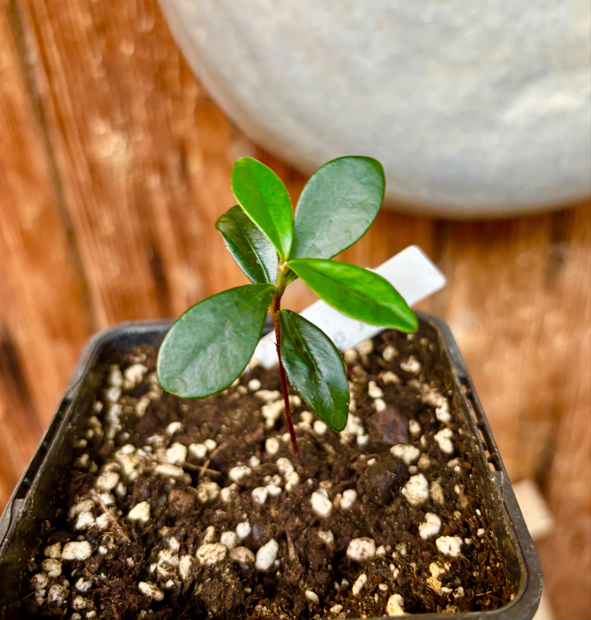 the Eugenia from Australia - Eugenia reinwardtiana - Cedarbay Cherry -  1 small potted seedling / 1 kleiner, getopfter Sämling