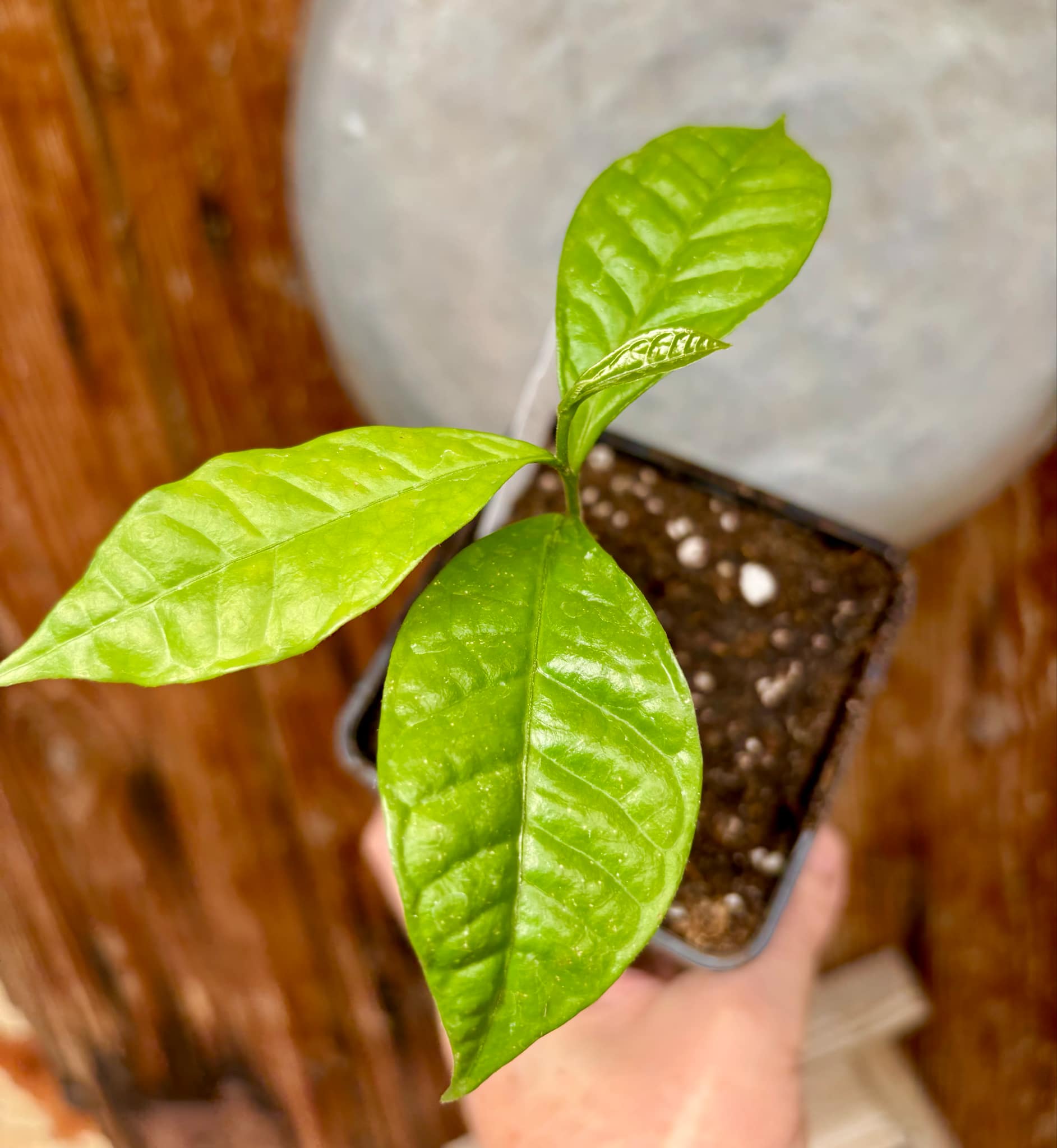 Cymbopetalum brasiliensis - 1 potted seedling / 1 getopfter Sämling