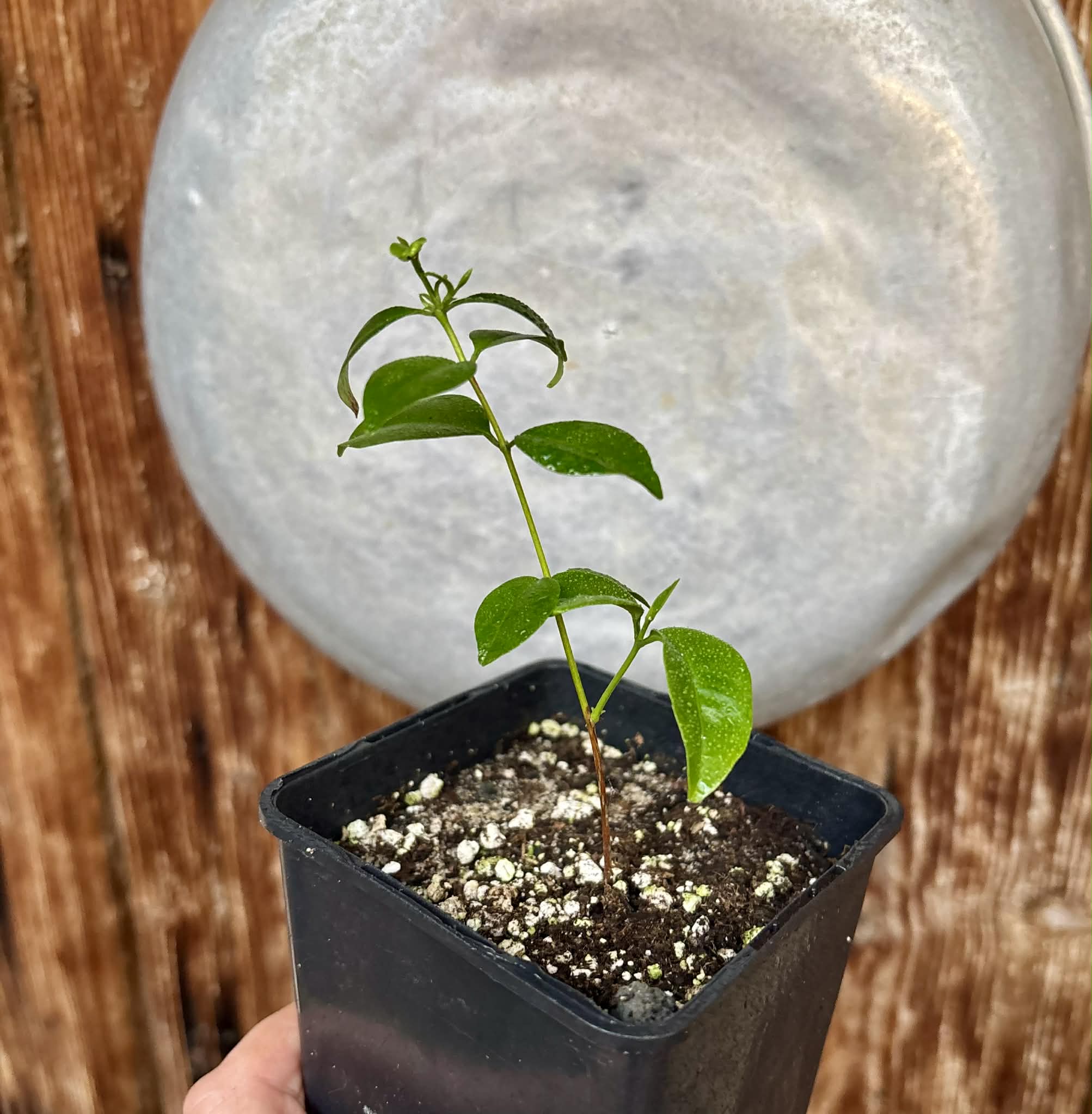 Eugenia zuccarini - 1 potted seedling / 1 getopfter Sämling