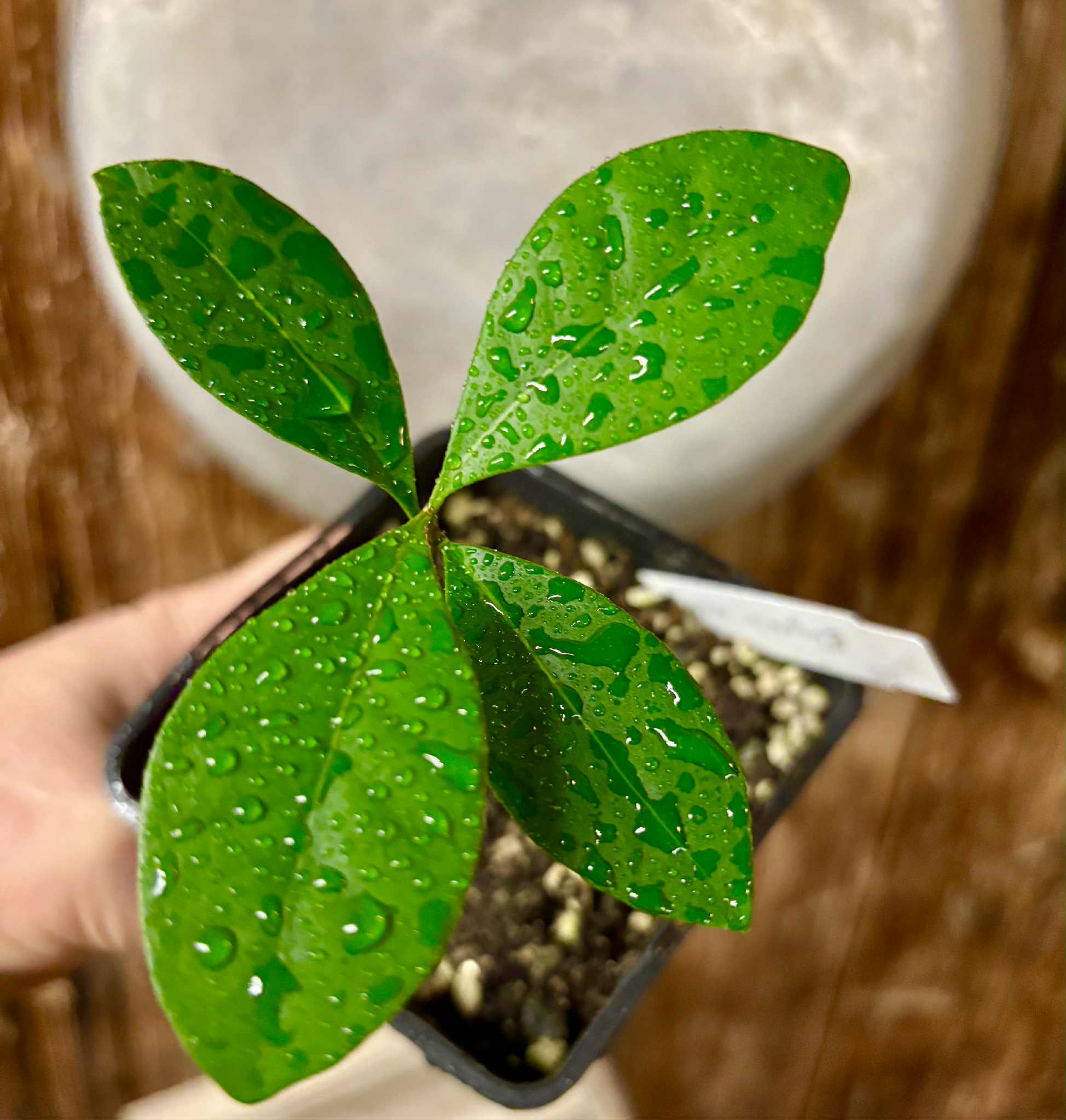 Eugenia melanogyna - 1 potted seedling / 1 getopfter Sämling