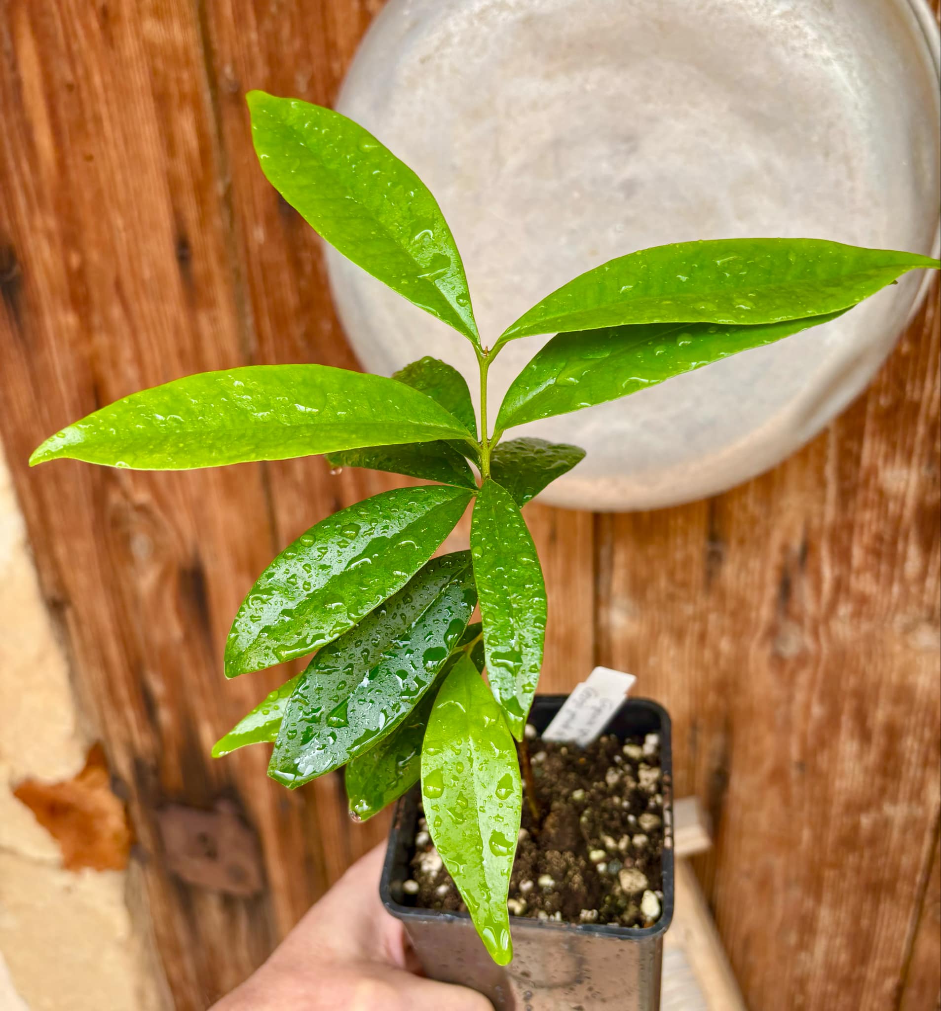 Eugenia sp Cereja Grande da Bahia - 1 potted plant / 1 getopfte Pflanze