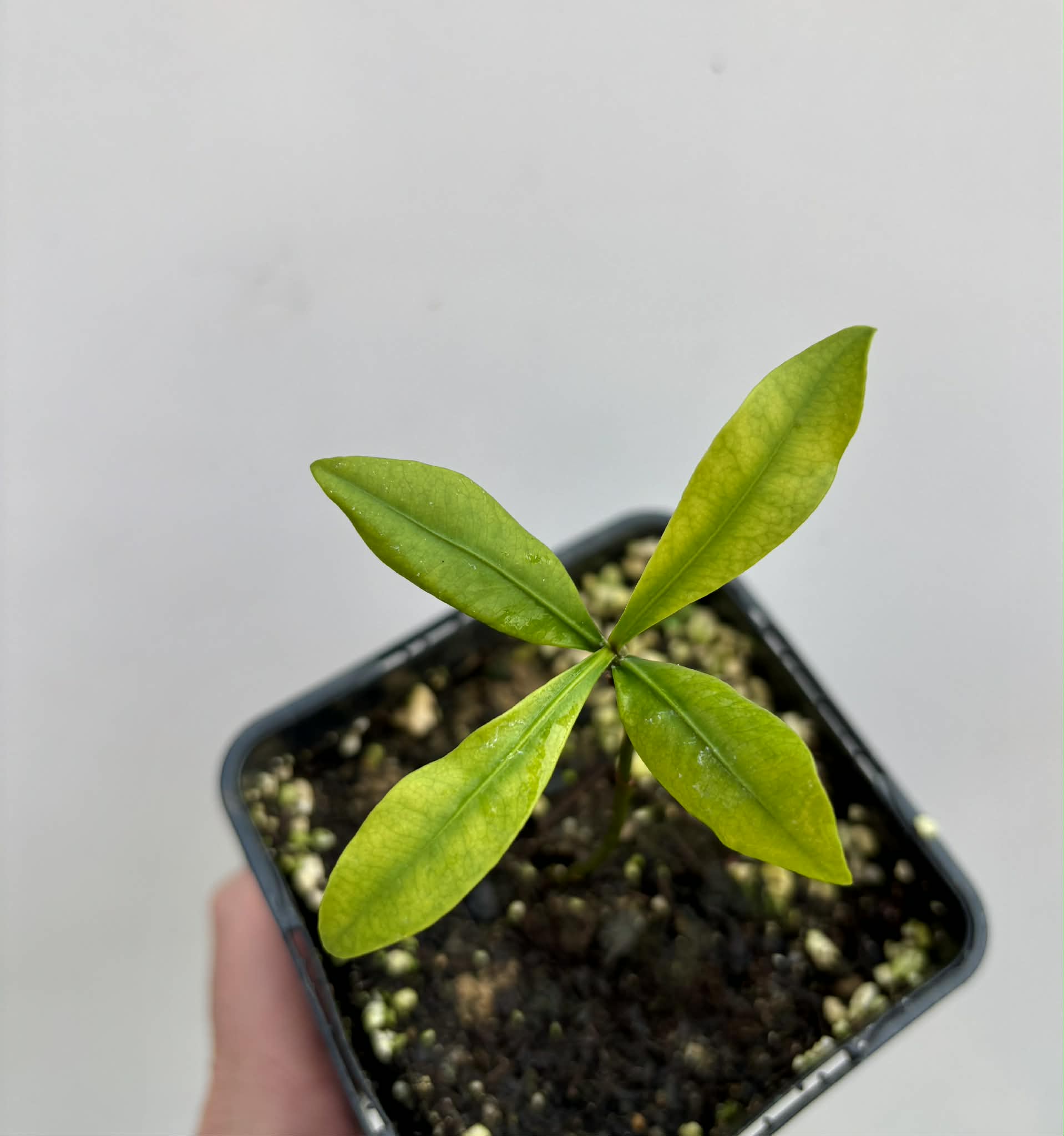Lemon Drop Mangosteen (Garcinia intermedia) - 1 potted plant / 1 getopfte Pflanze