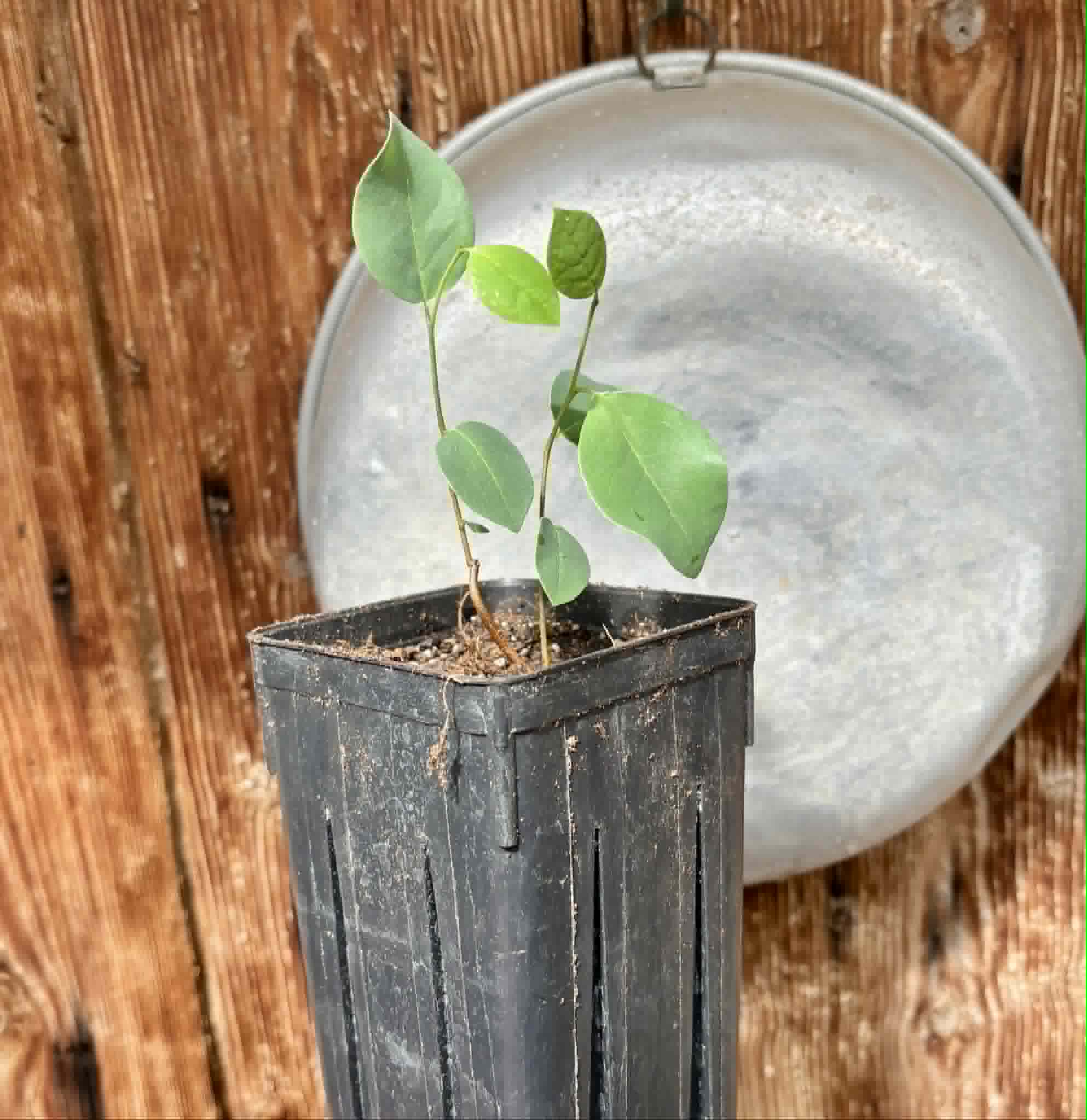 Araticum Pinha (Annona vepretorum)  - 1 potted plant / 1 getopfte Pflanze