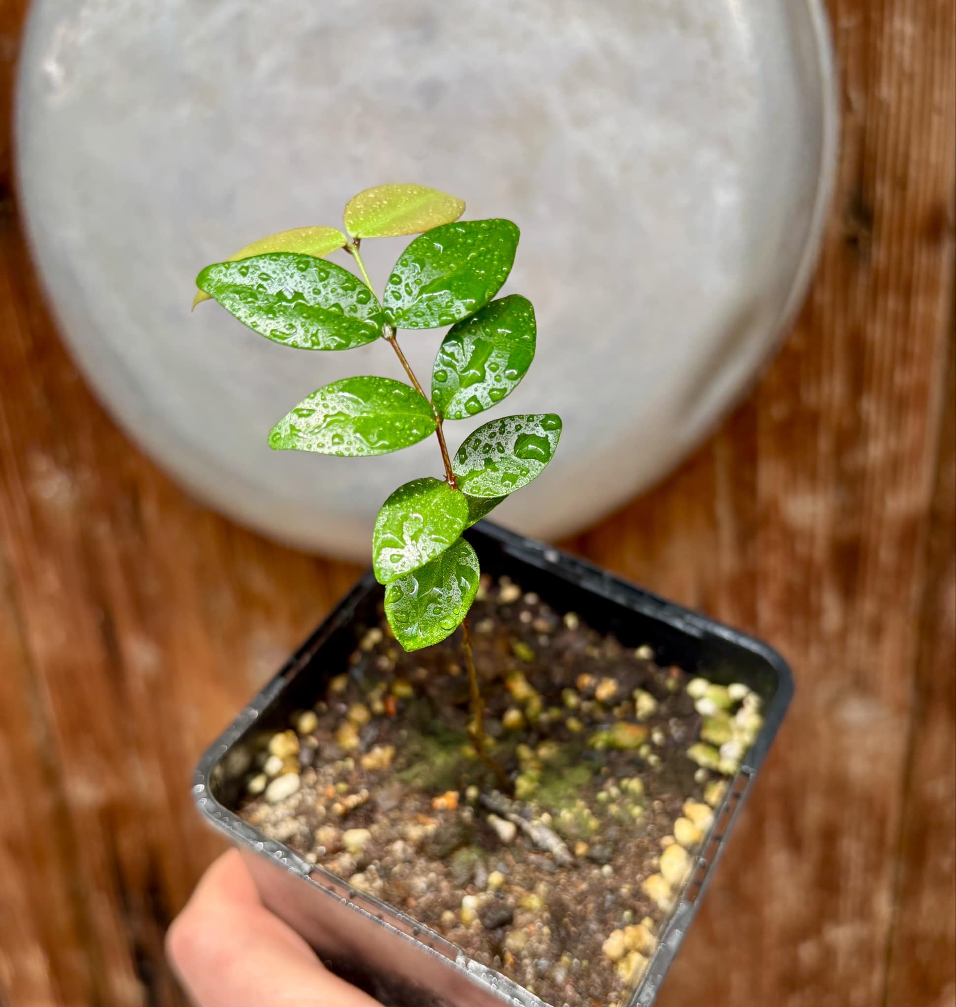 Eugenia sp Chiapas - 1 small potted seedling / 1 kleiner, getopfter Sämling