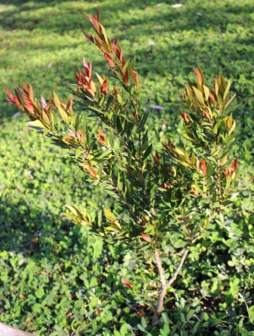 Pre Order - Cambui do Rio Parnaiba (Eugenia biflora) -  1 fresh seed / 1 frischer Samen