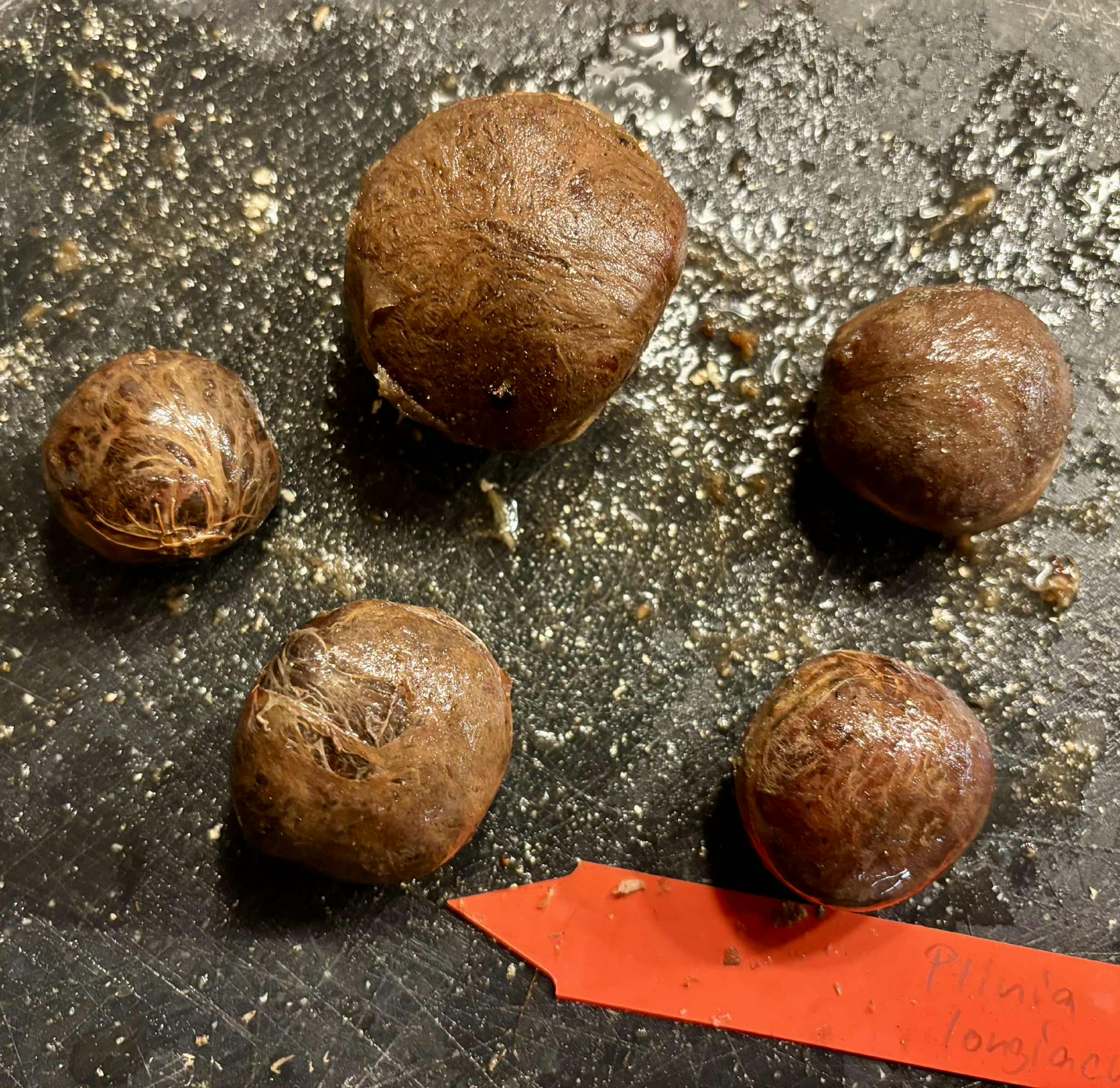 Plinia longiacuminata -  1 fresh seed / 1 frischer Samen