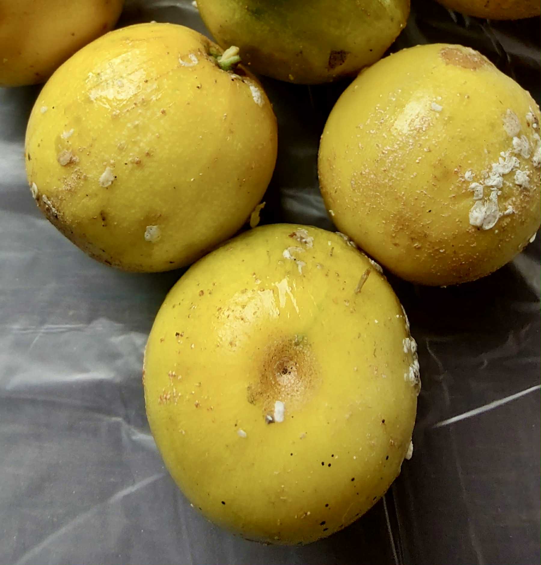 Chrysophyllum gonocarpum var. BIG Itacare  -  1 fresh seed / 1 frischer Samen