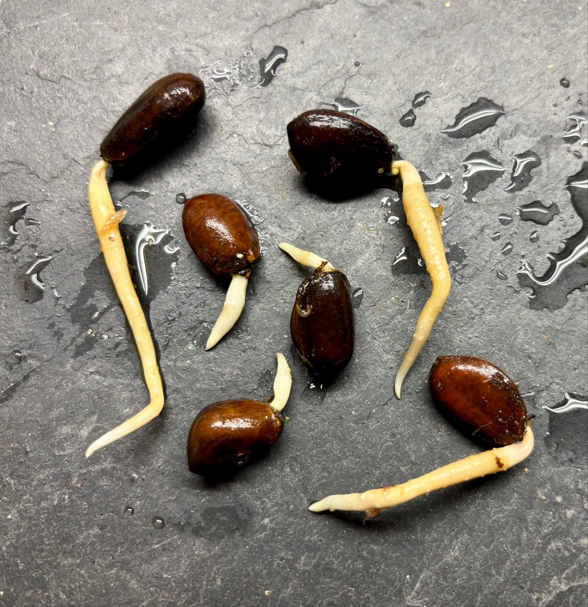 Araticum Pinha (Annona vepretorum)  - 1 germinated seed / 1 gekeimter Samen