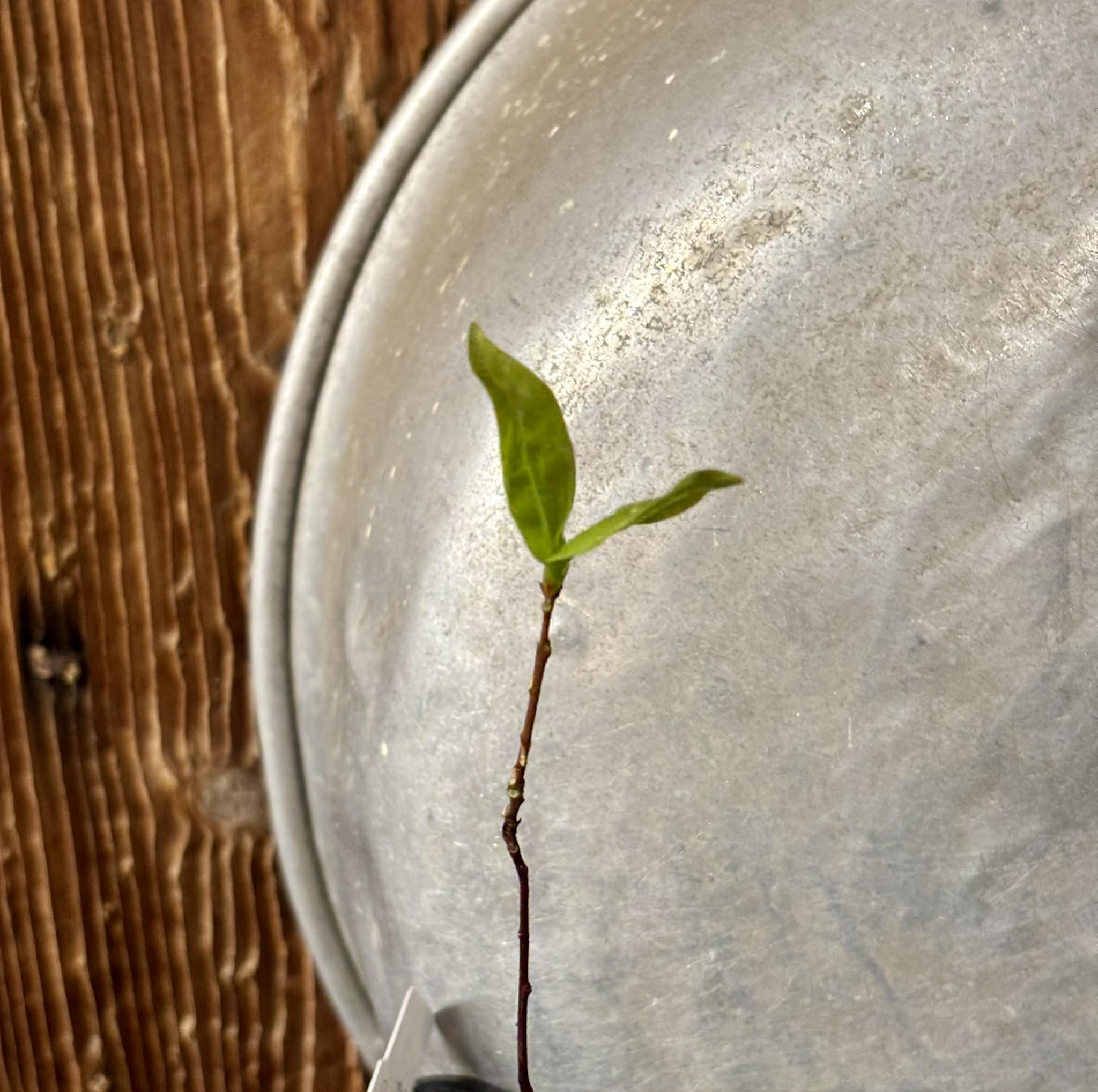Cagaita var. "Brinco de Princesa" (Eugenia dysenterica) - 1 potted plant / 1 getopfte Pflanze
