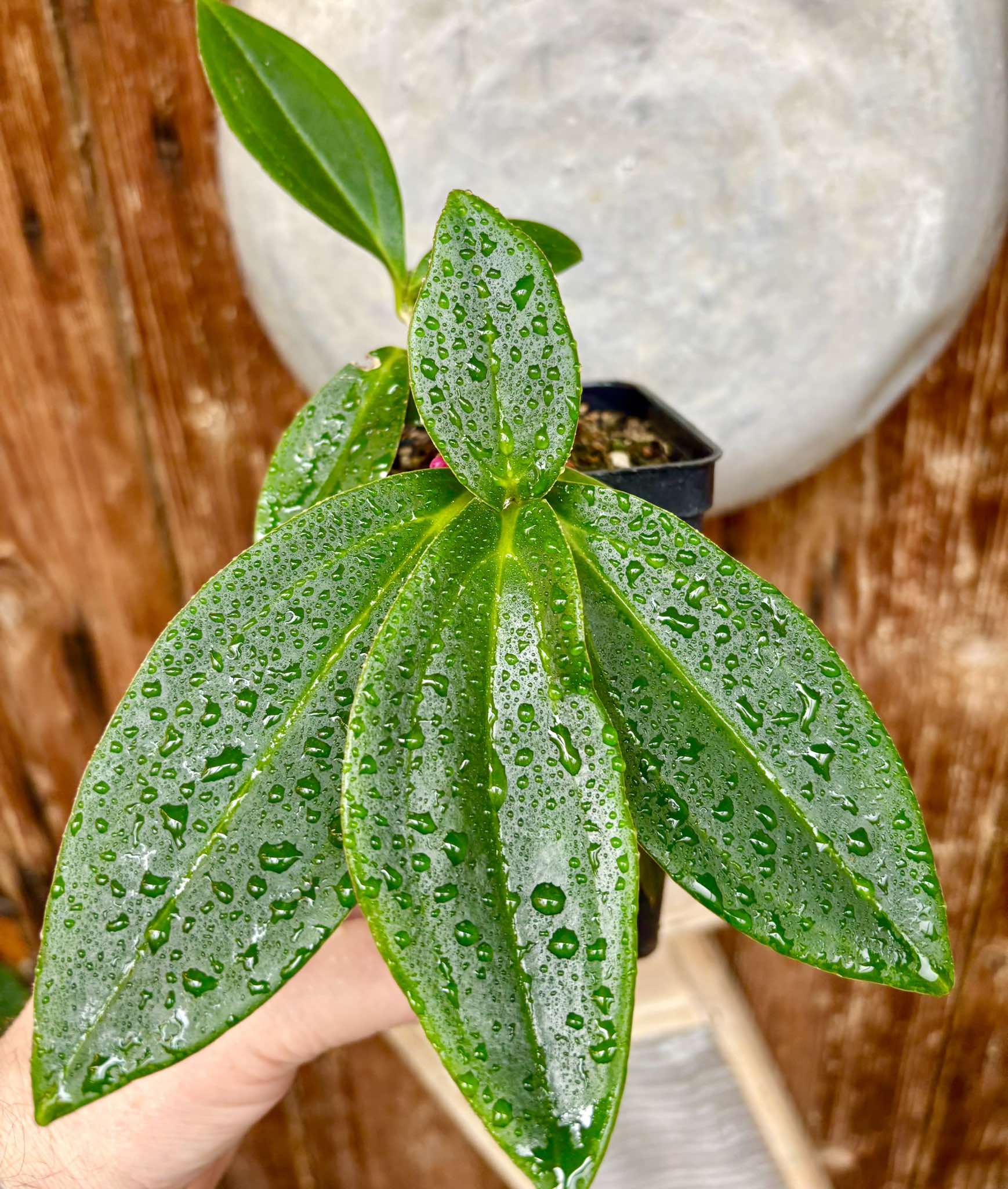 Medinilla loranthoides - 1 potted plant / 1 getopfte Pflanze