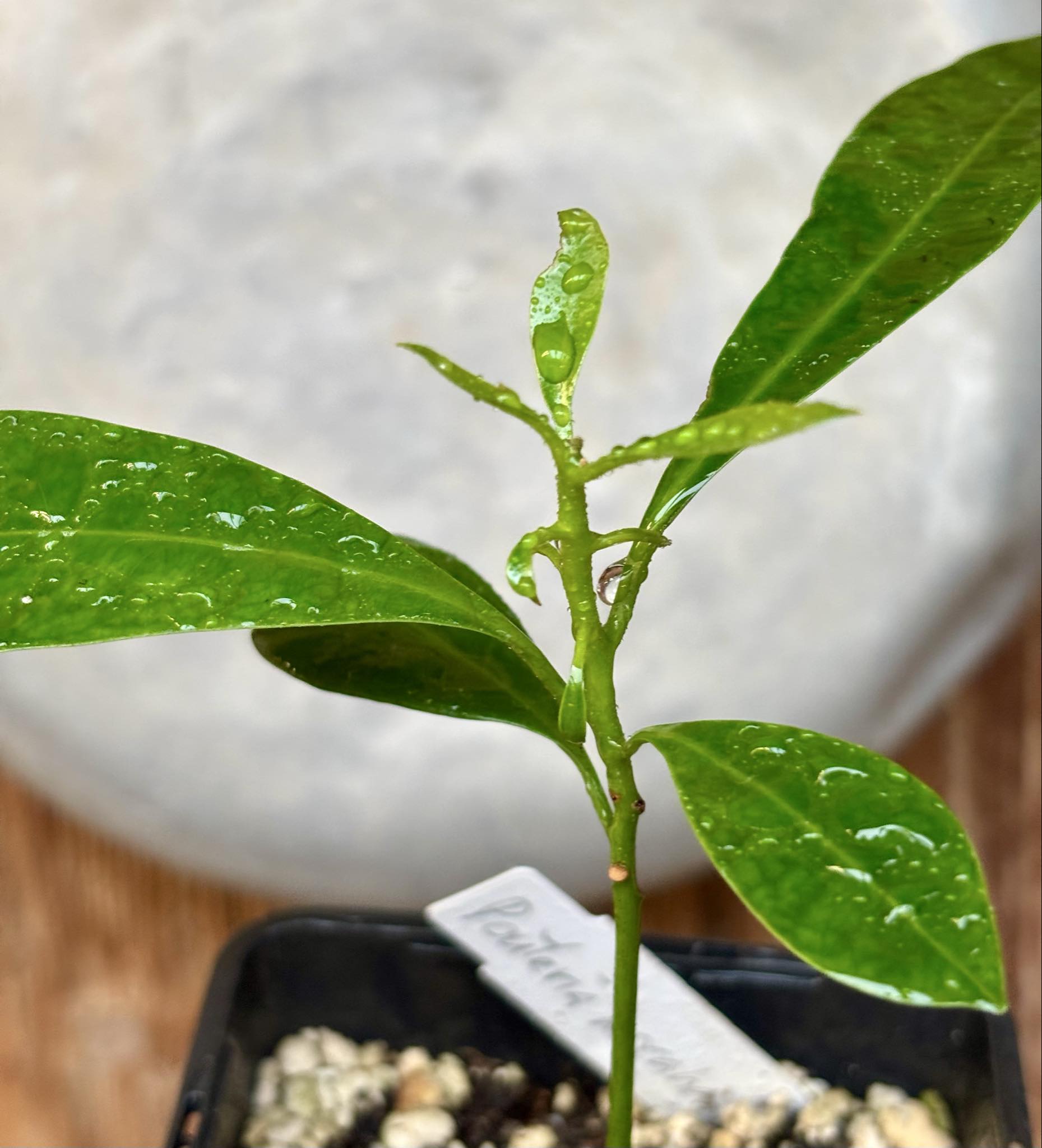 Pouteria macahensis - 1 potted seedling / 1 getopfter Sämling