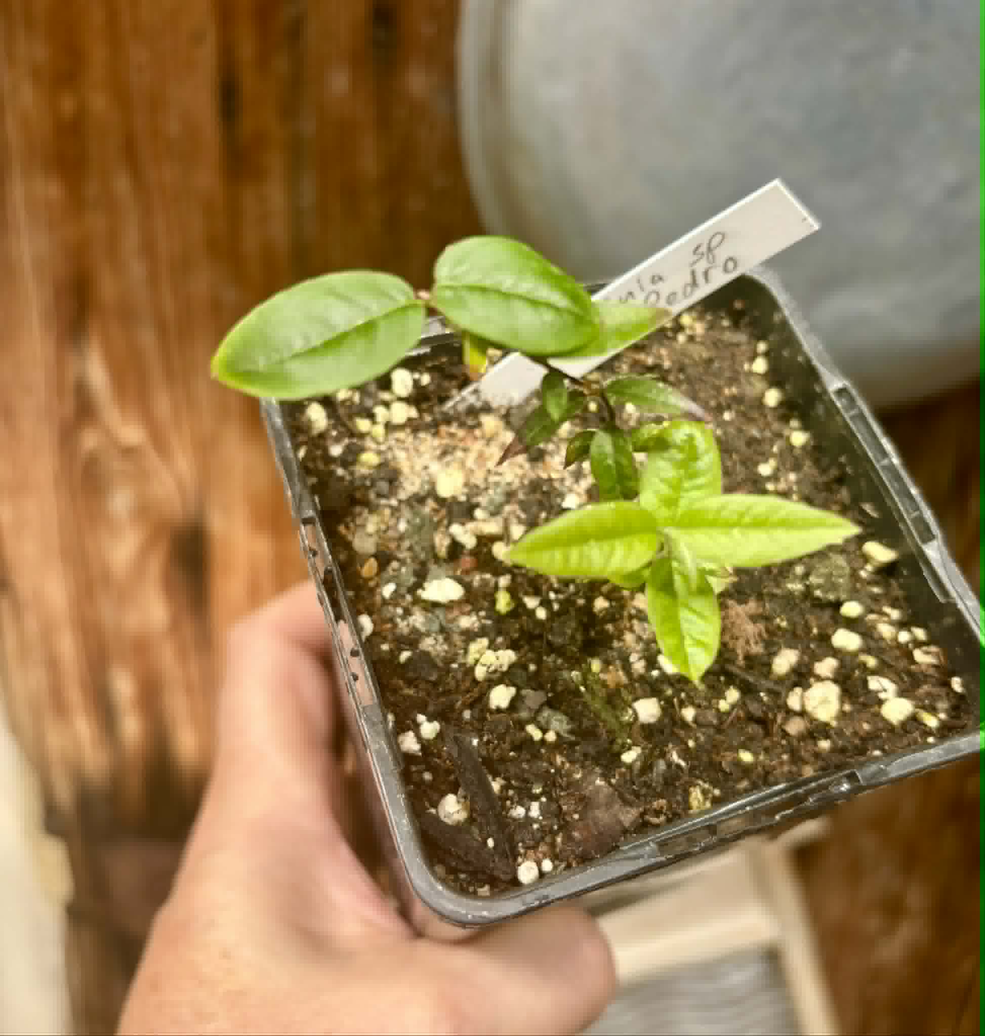 Plinia sp Pai Pedro -  1 potted seedling  / 1 getopfter Sämling