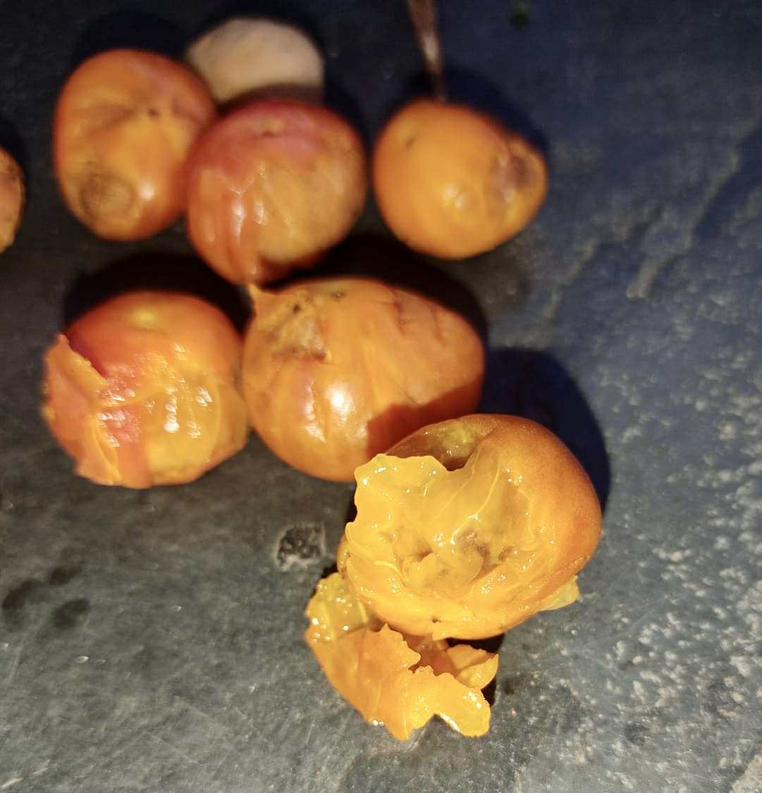 Myrciaria sp Nara -  1 fresh seed / 1 frischer Samen