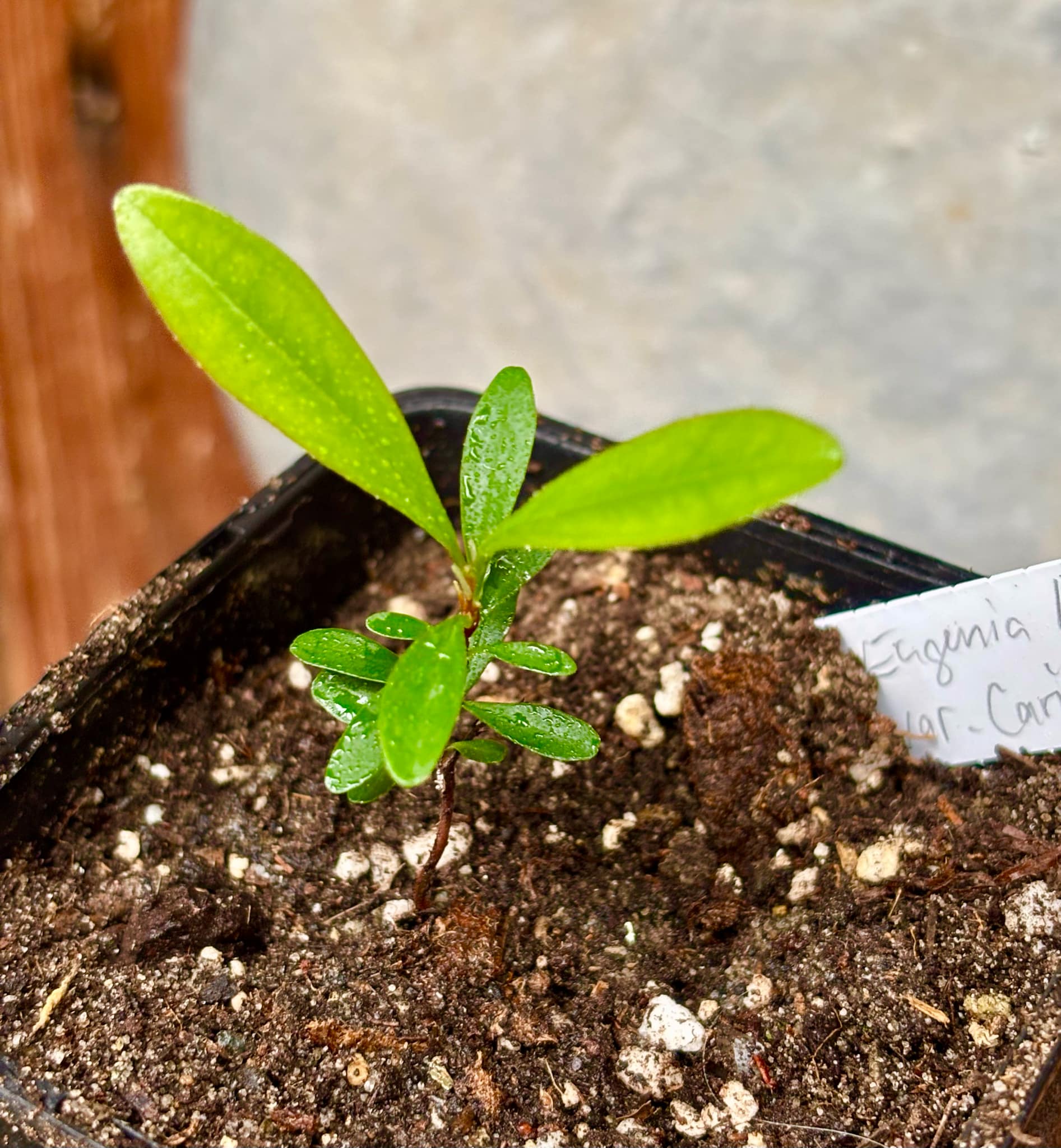 Eugenia ligustrina var. caribaeus - 1 potted seedling / 1 getopfter Sämling