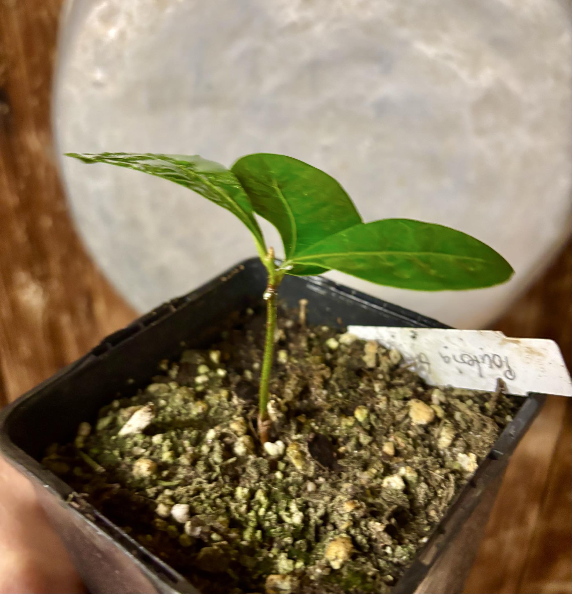 Pouteria bangii - 1 potted plant / 1 getopfte Pflanze