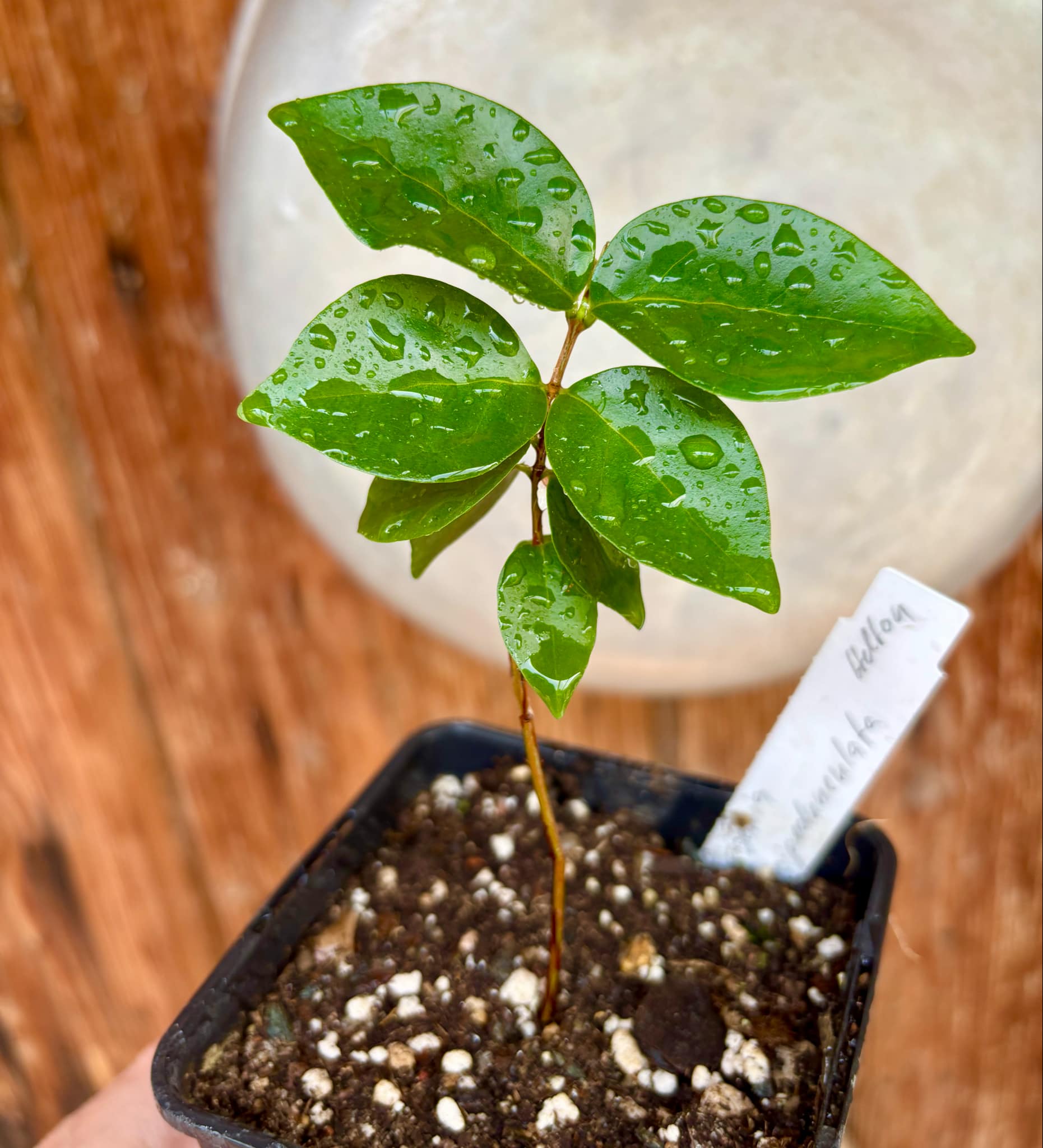Eugenia longipedunculata - 1 potted plant / 1 getopfte Pflanze